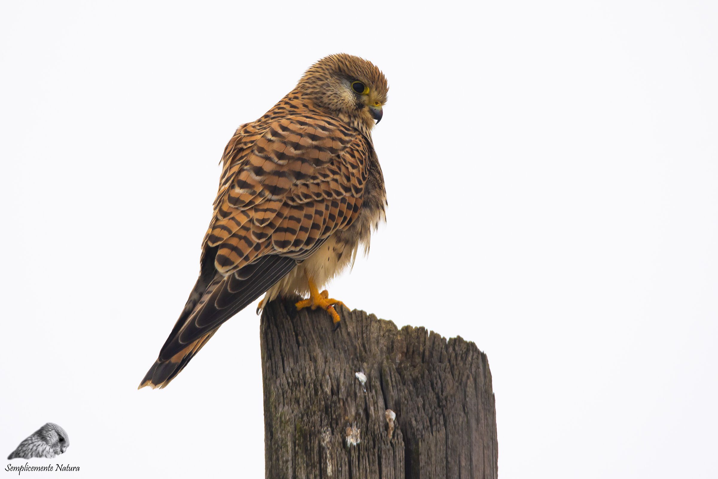 Kestrel (Falco tinnunculus)