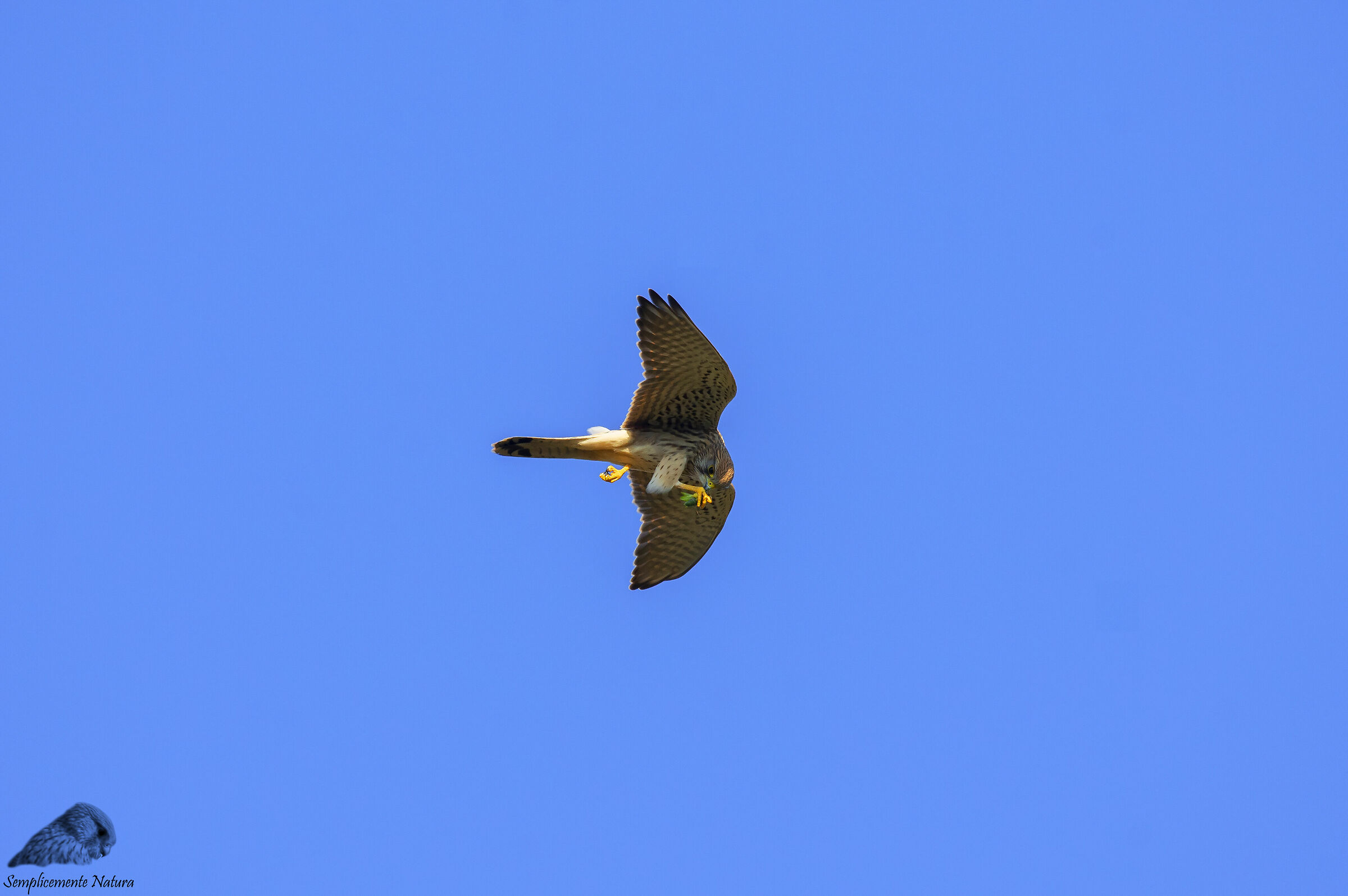 Kestrel (Falco tinnunculus)