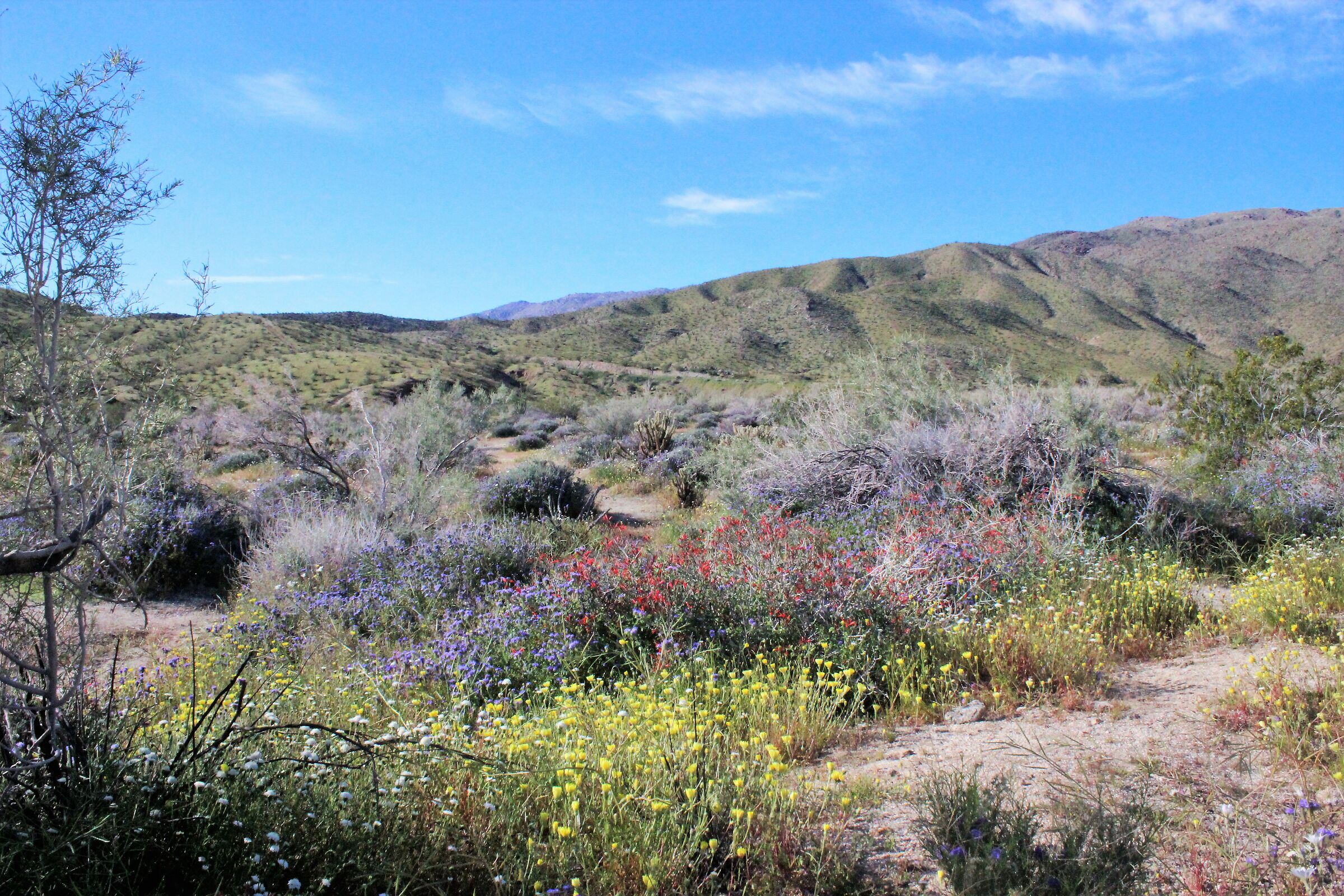 blooming in the desert -Anza Borrego State Park-CA