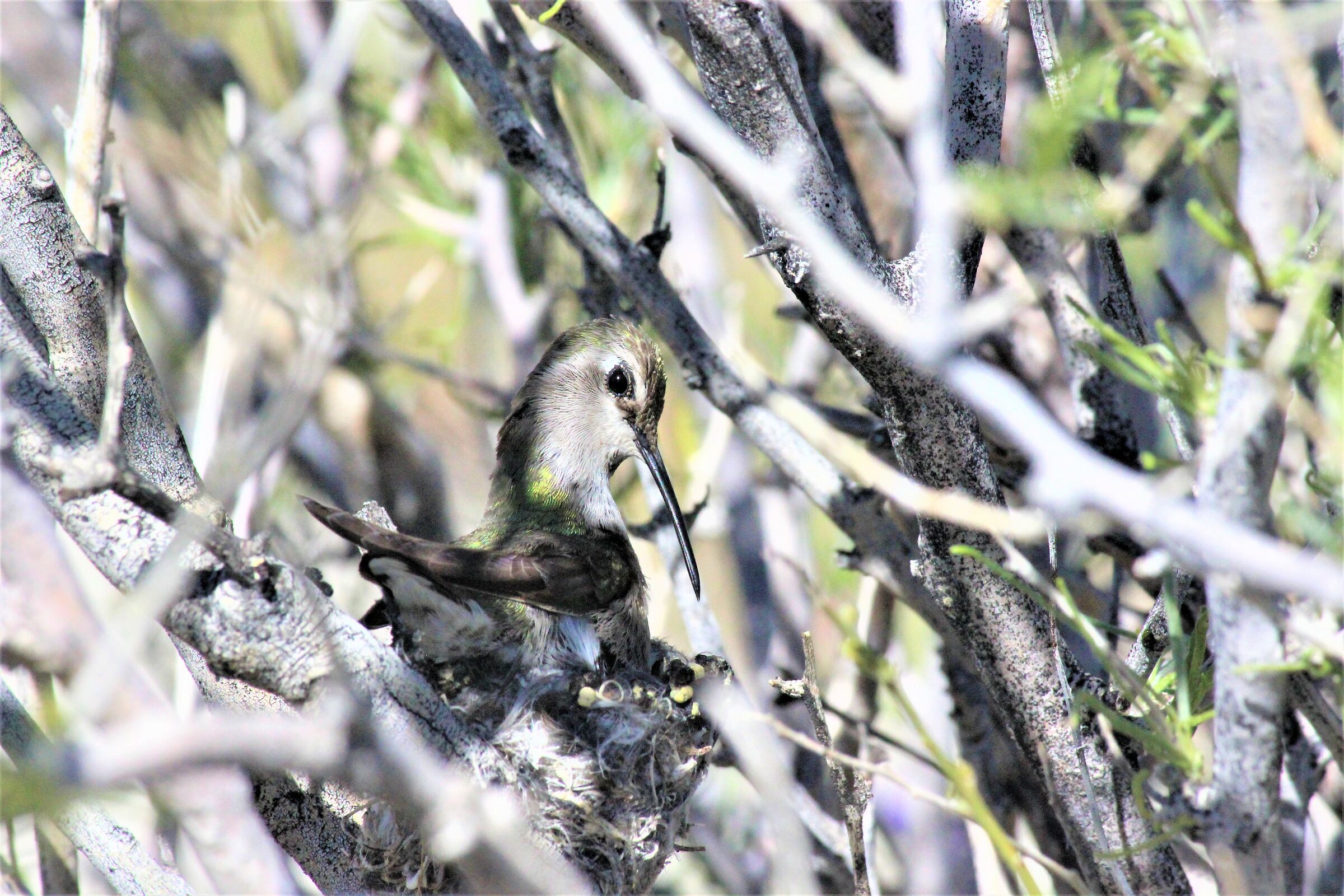 At Mrs. Costa's house-Calypte costae-Anza-Borrego