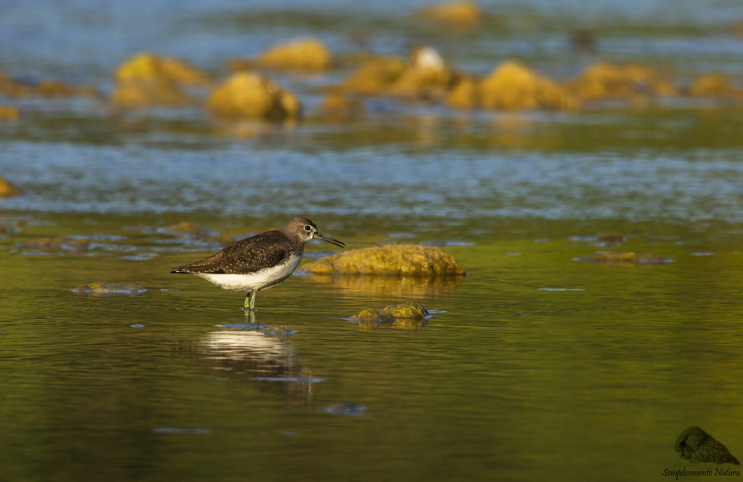 Piro Piro Culbianco (Tringa Ochropus)