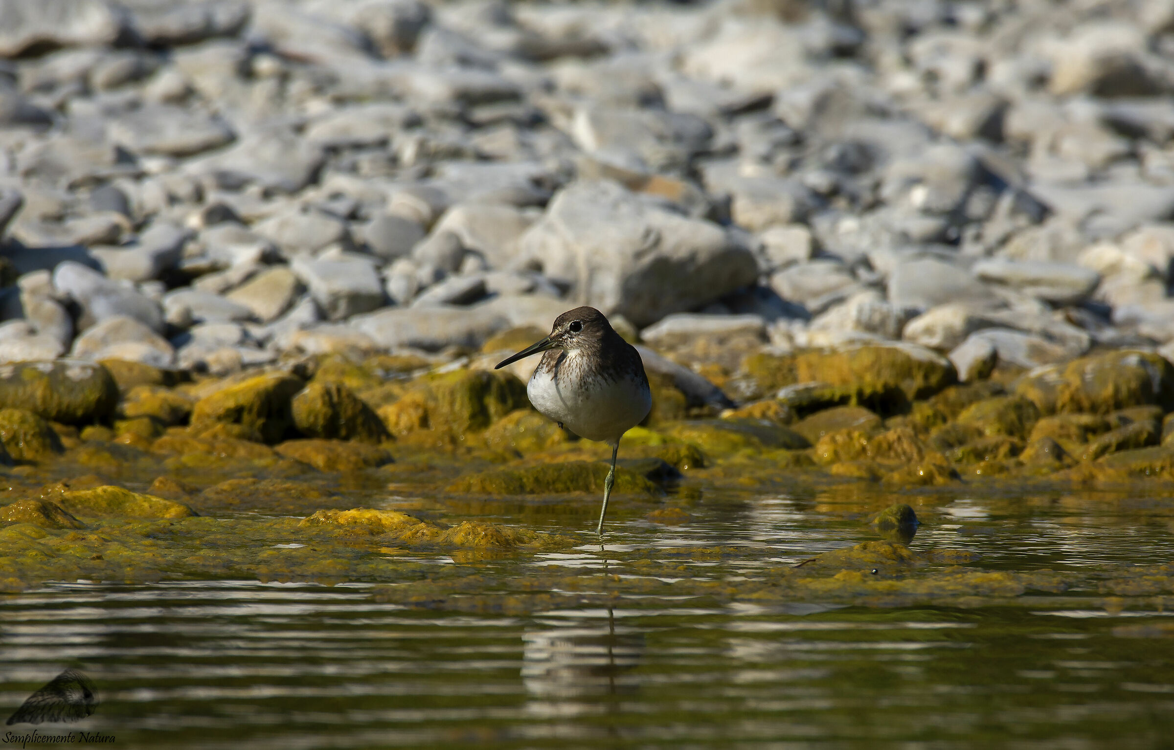 Piro Piro Culbianco (Tringa Ochropus)