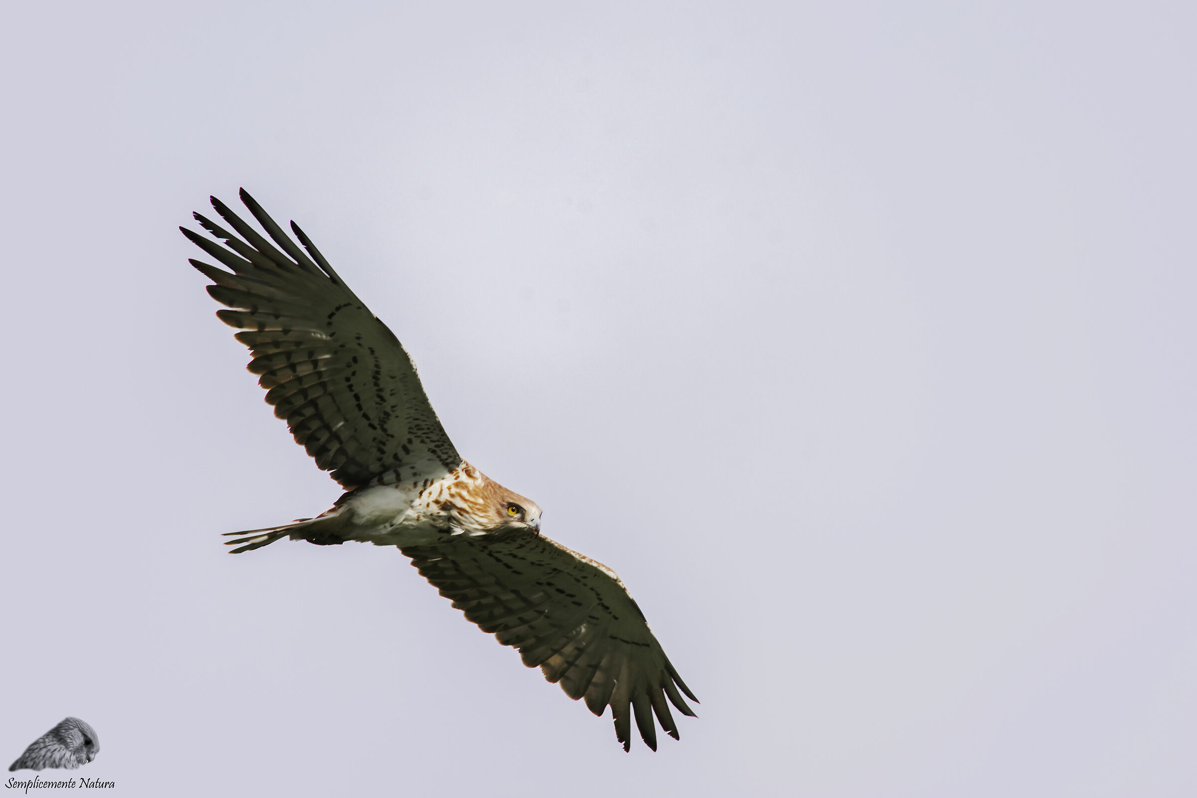 Biancone (Circaetus gallicus)