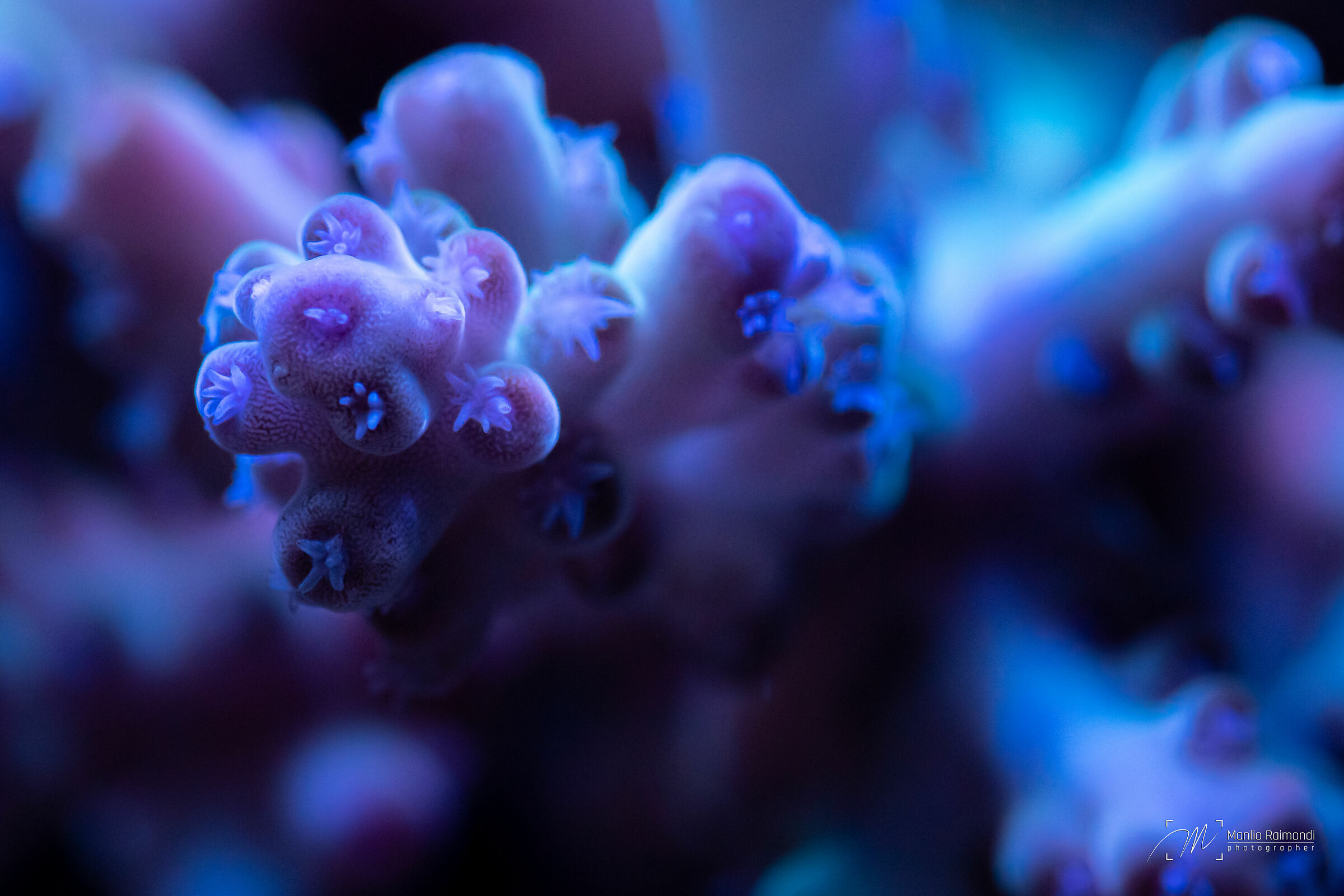 Acropora