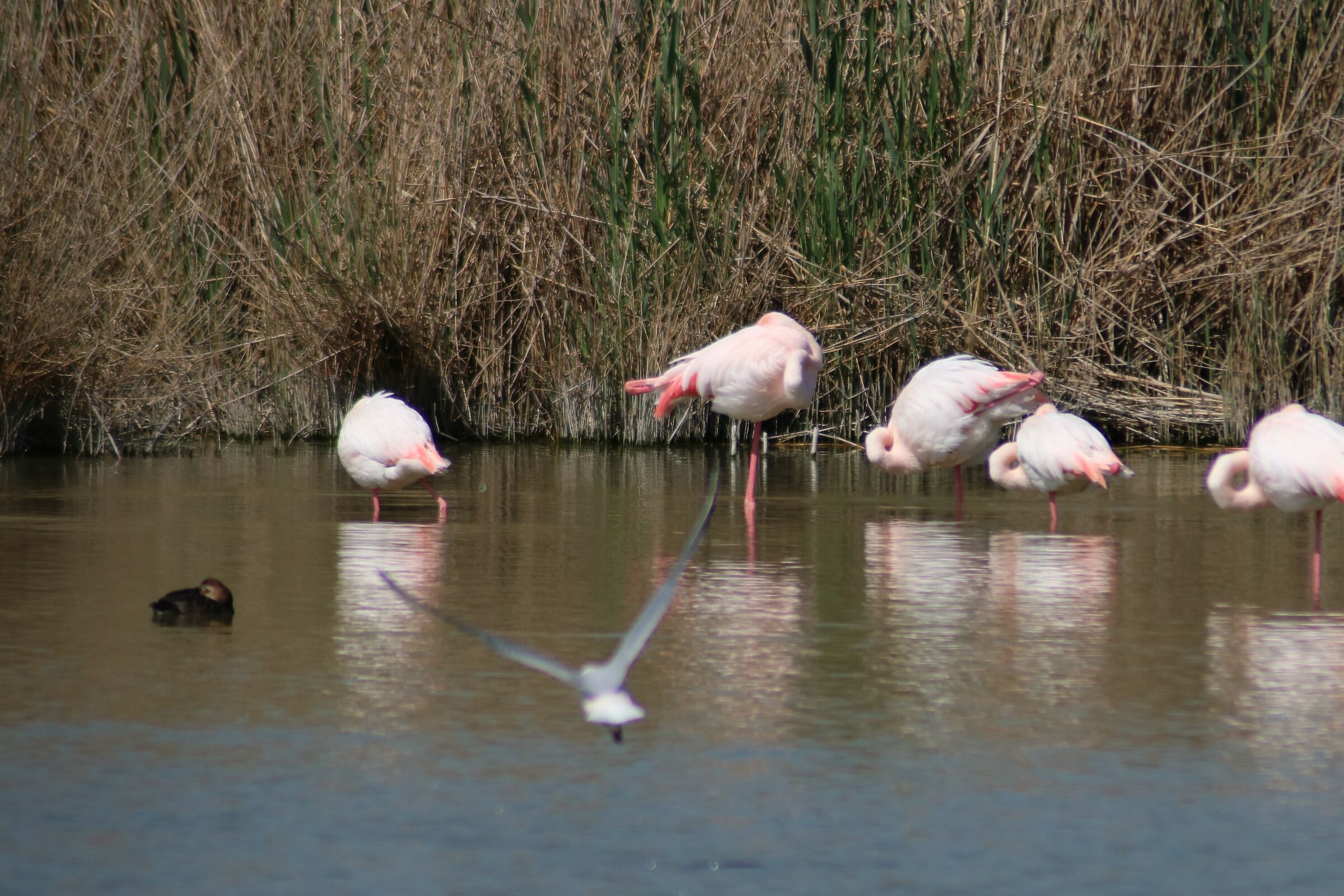 Stagno di Molentargius CA