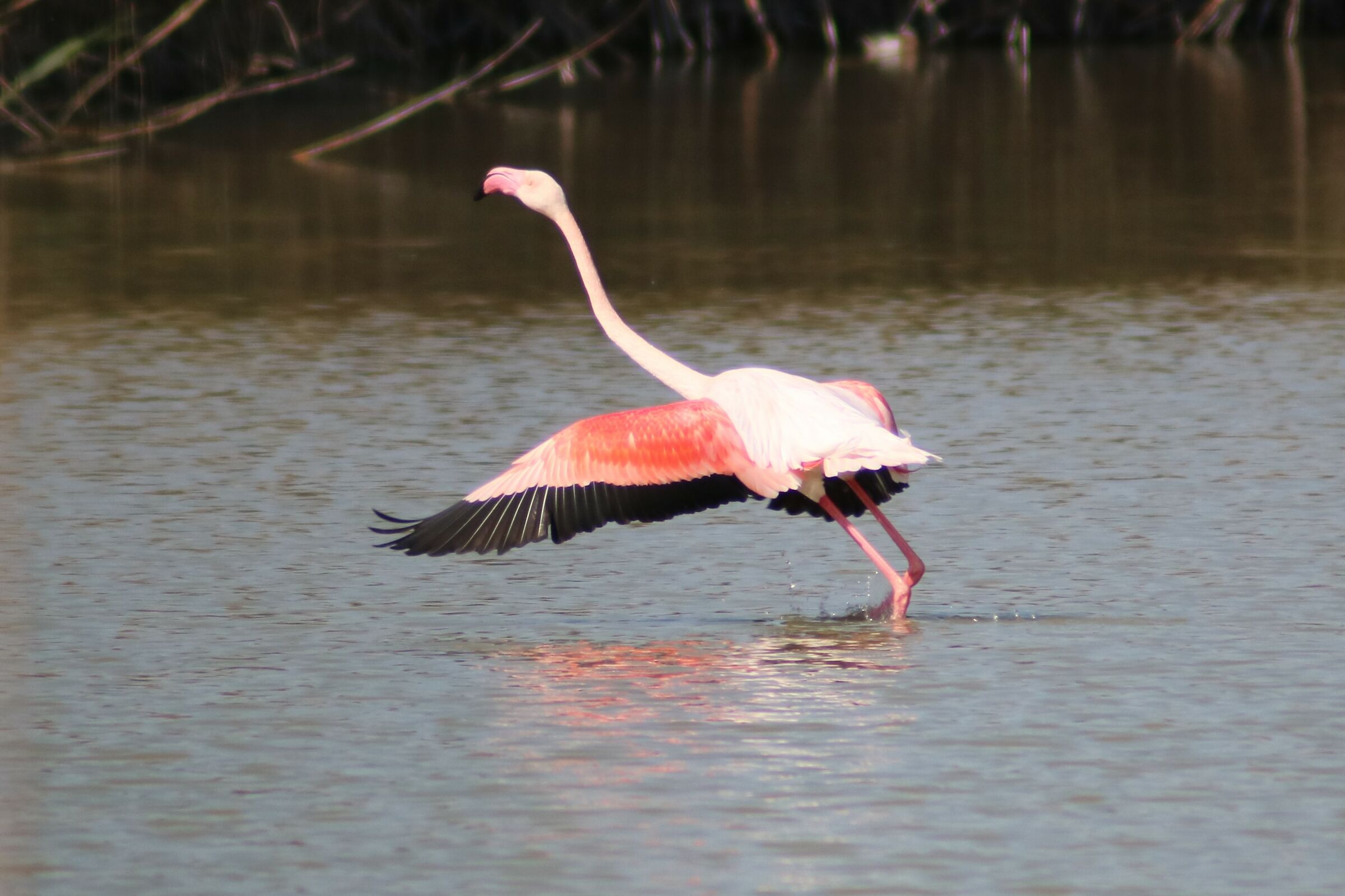 Stagno di Molentargius CA