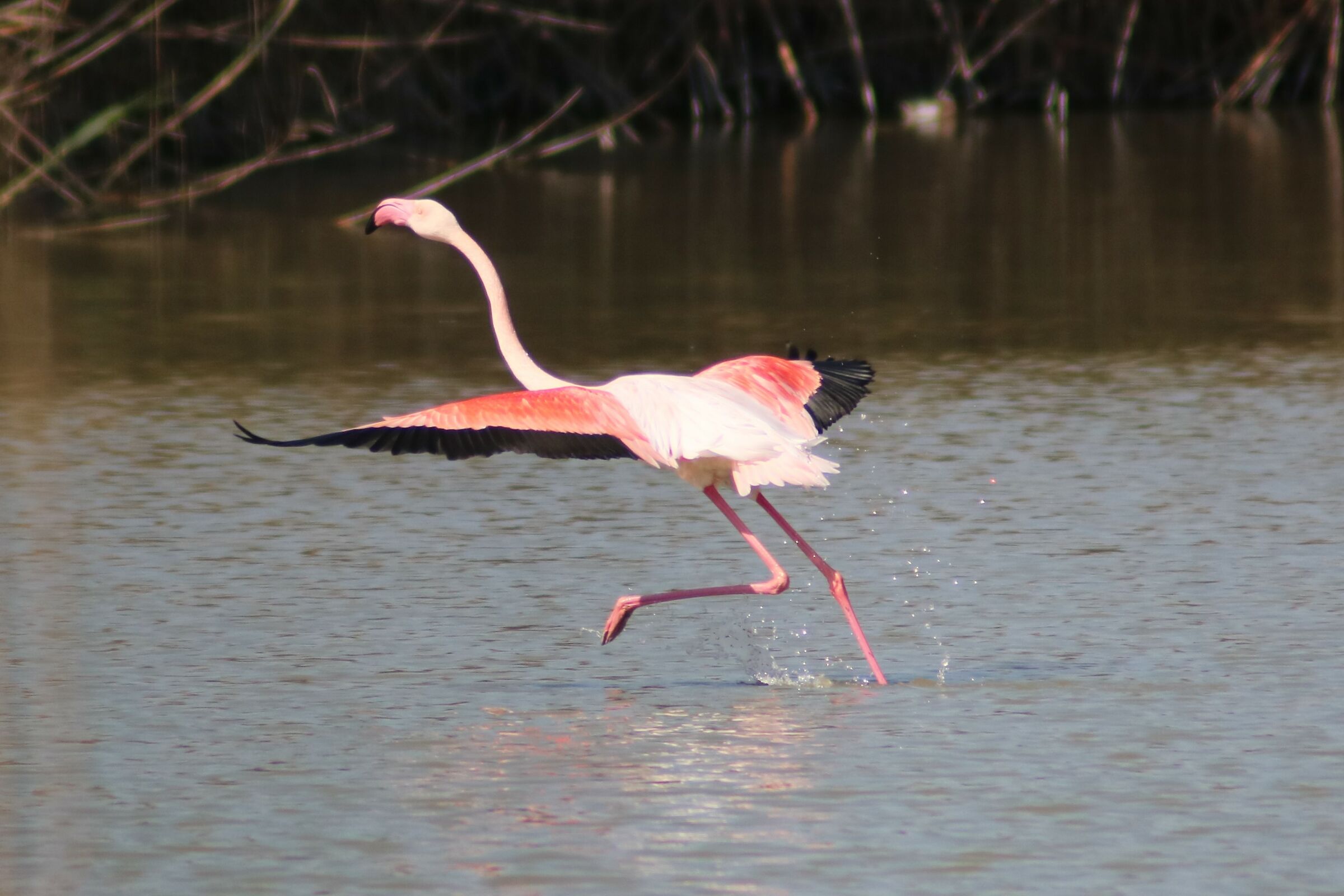 Stagno di Molentargius CA