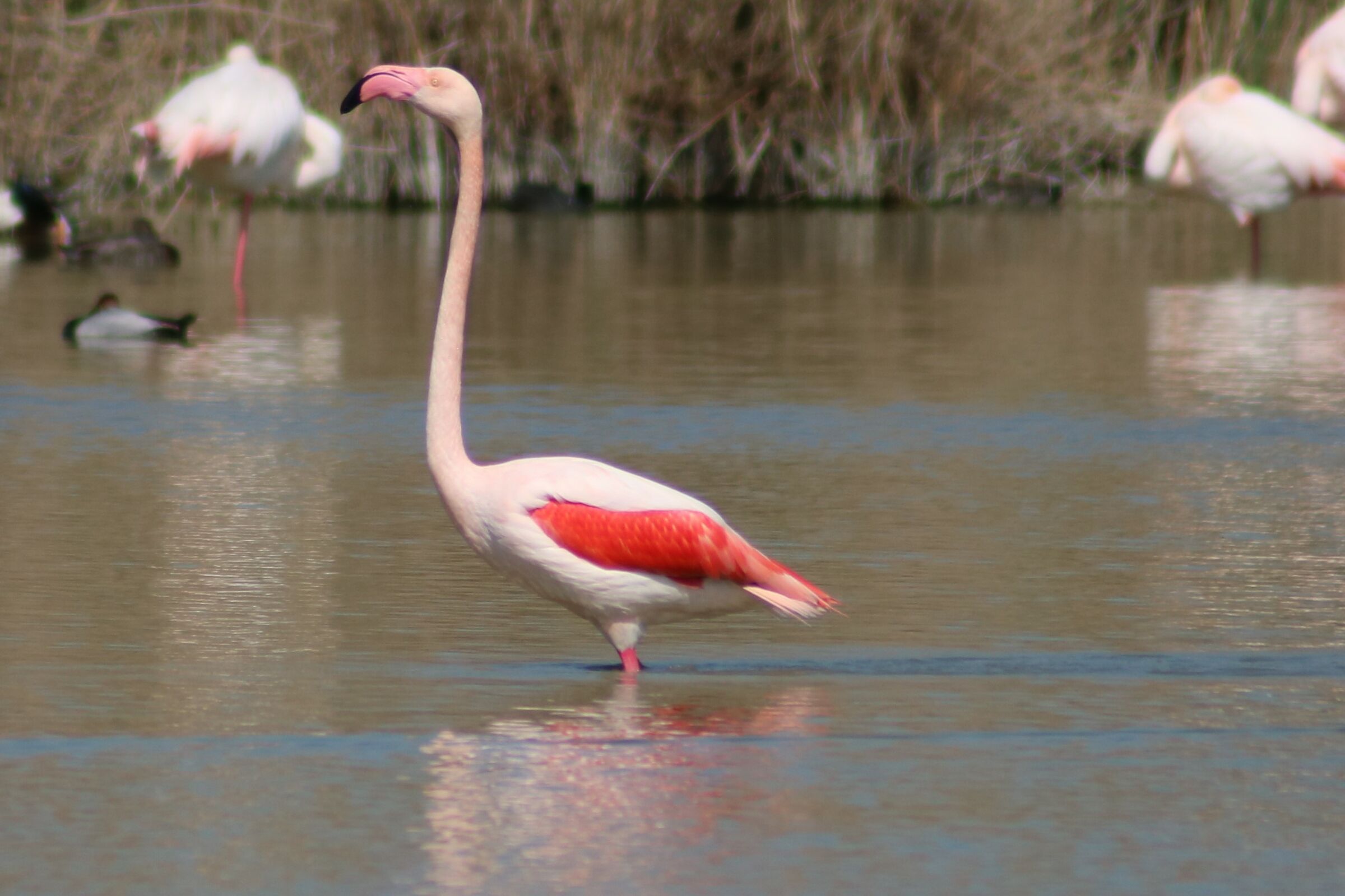 Stagno di Molentargius CA