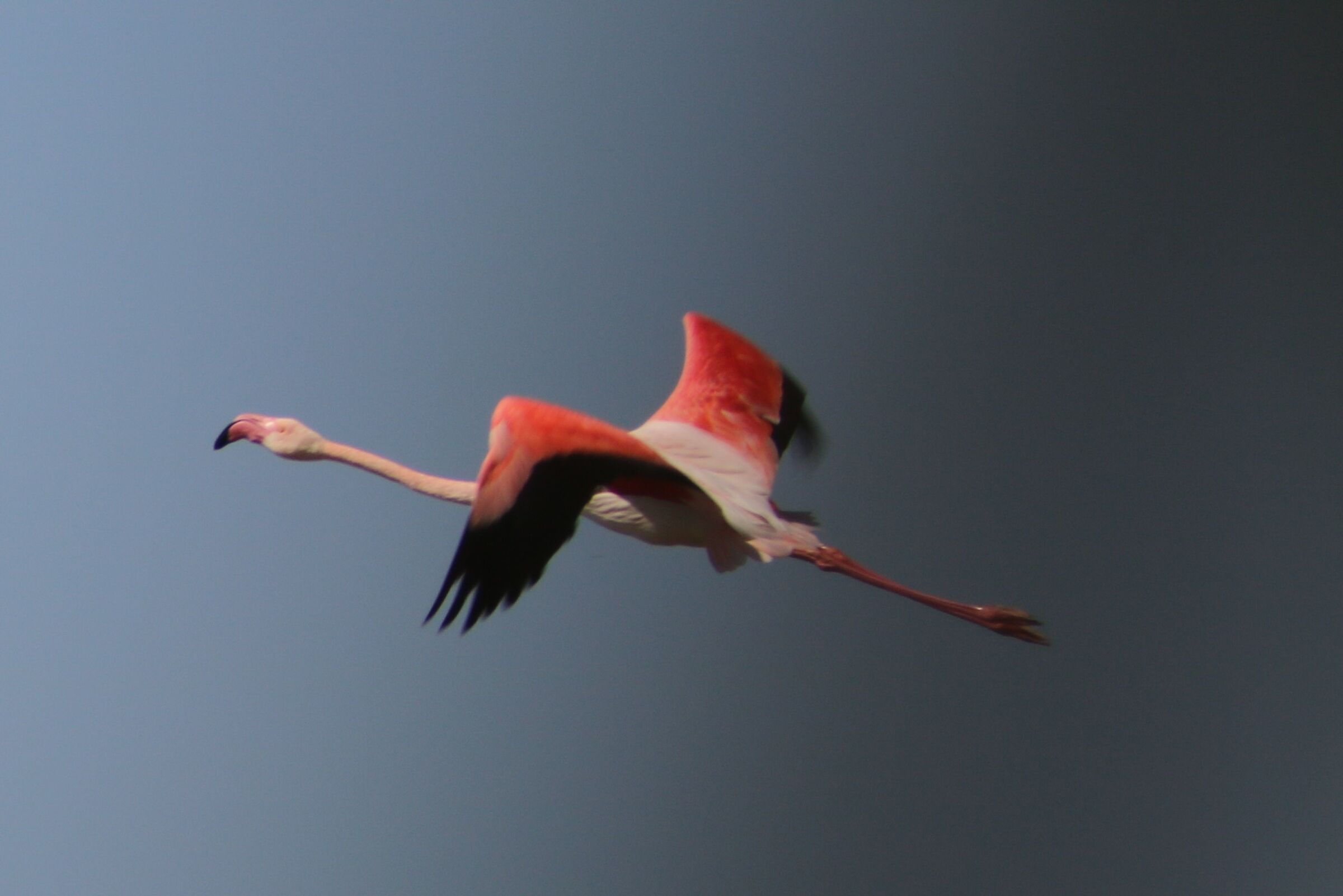 Stagno di Molentargius CA