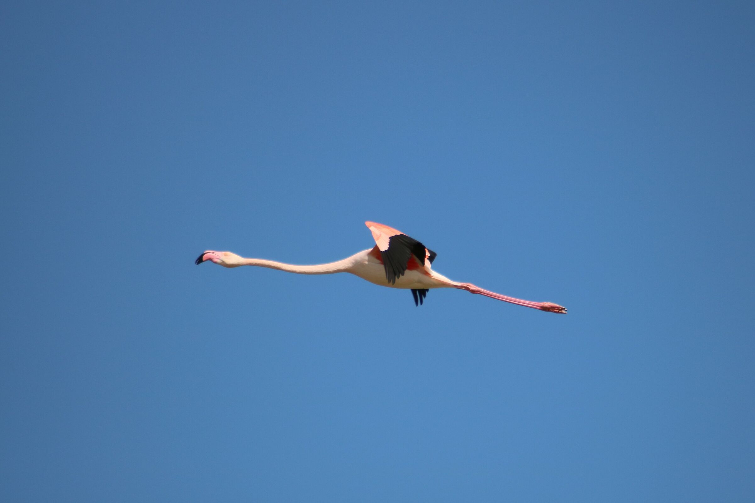 Stagno di Molentargius CA