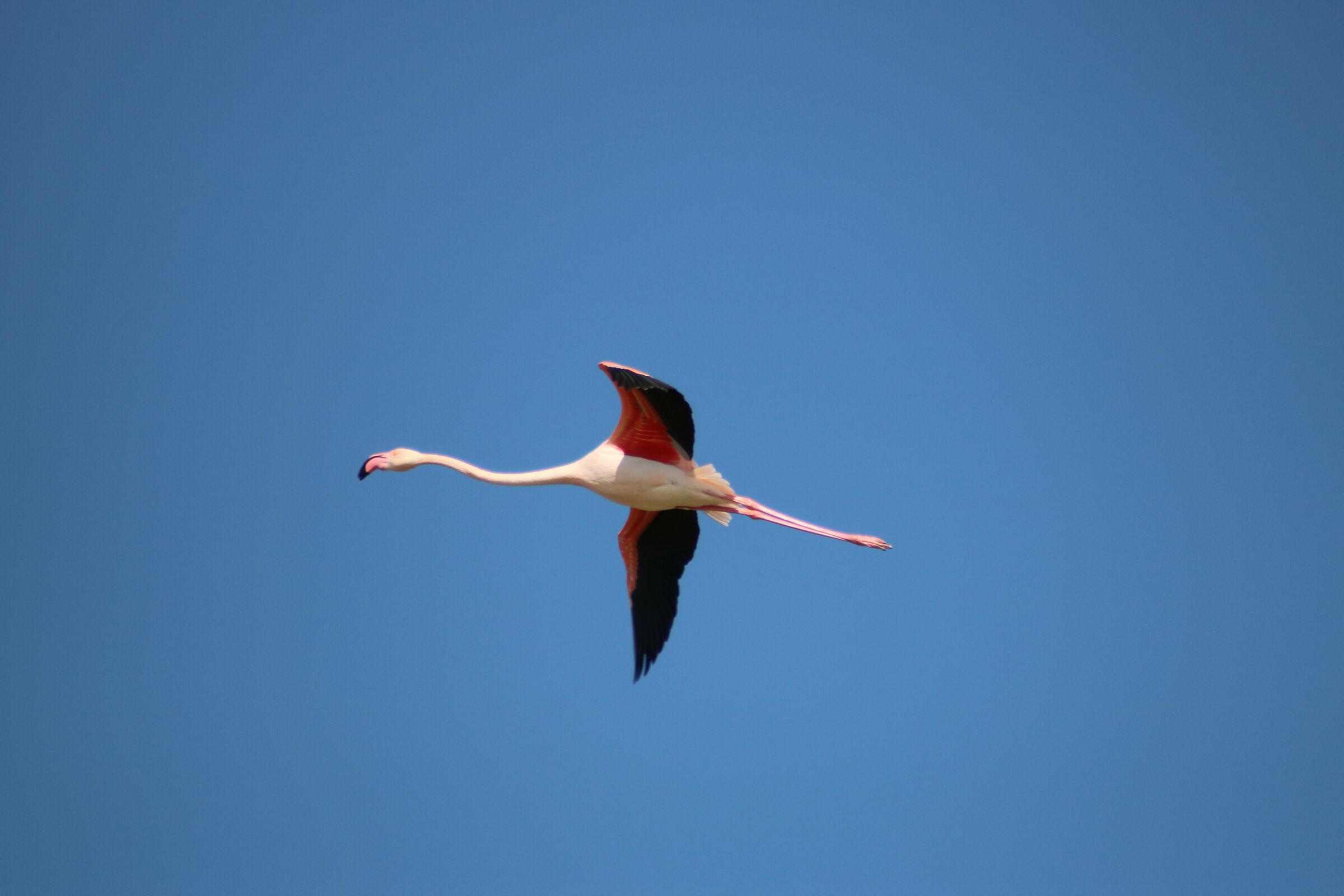 Stagno di Molentargius CA