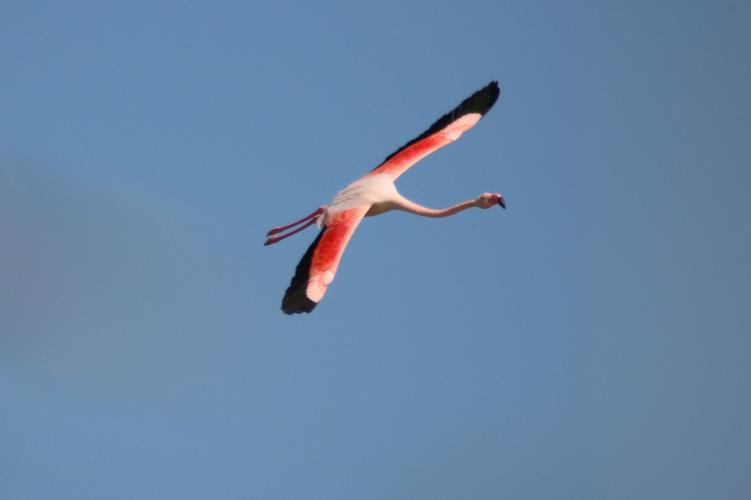 Stagno di Molentargius CA
