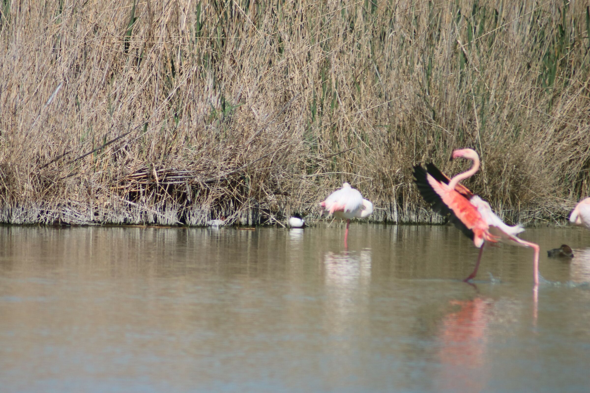 Stagno di Molentargius CA