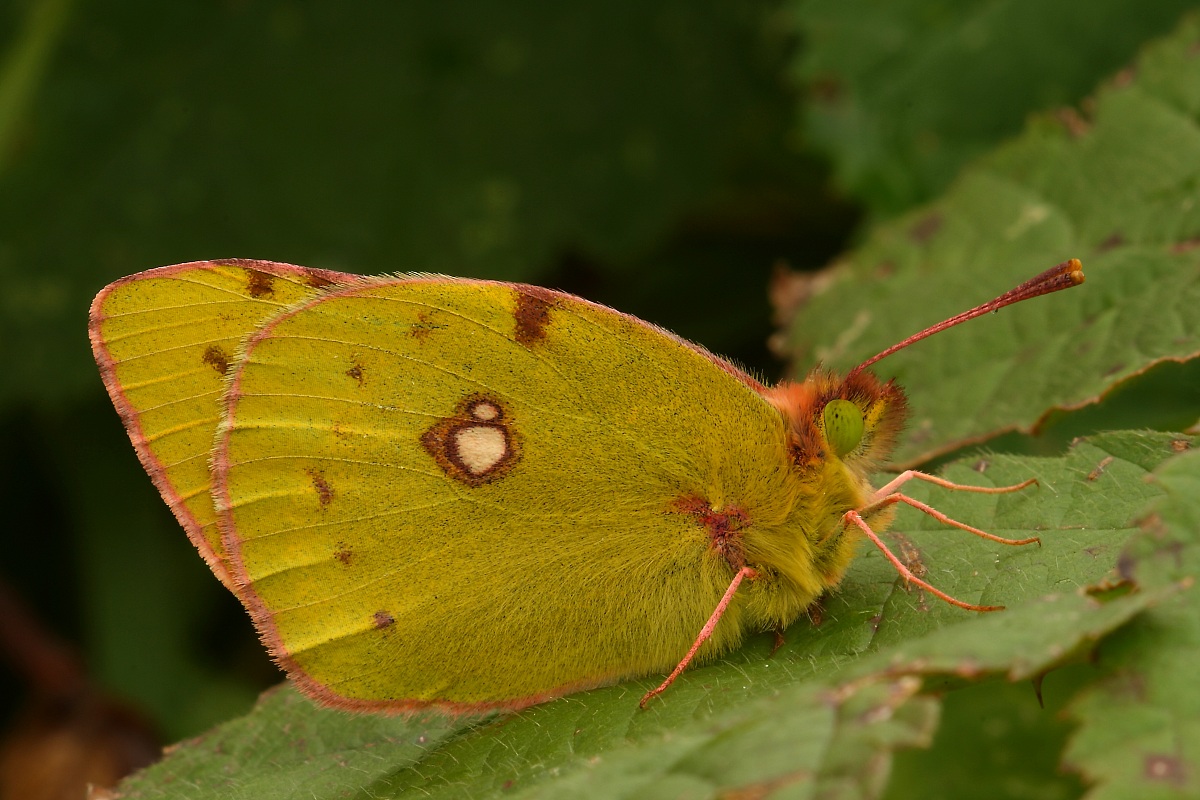 Colias crocea