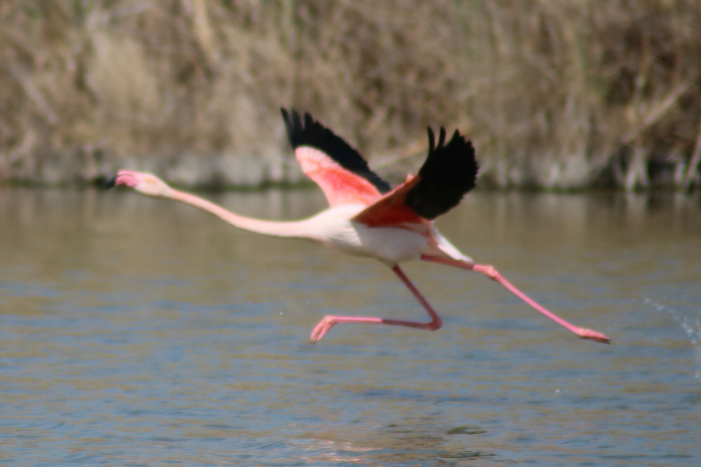 Stagno di Molentargius CA