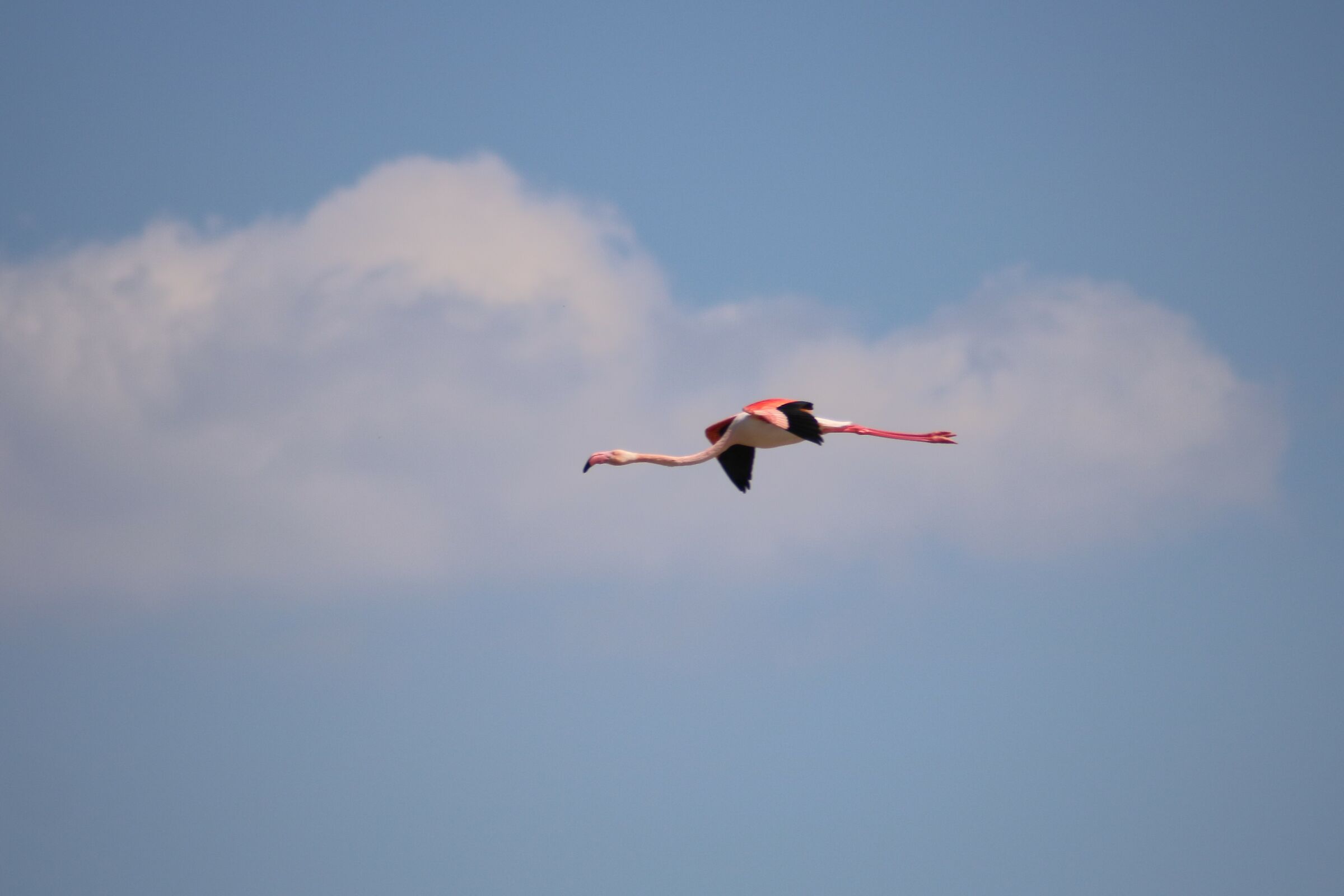 Stagno di Molentargius CA