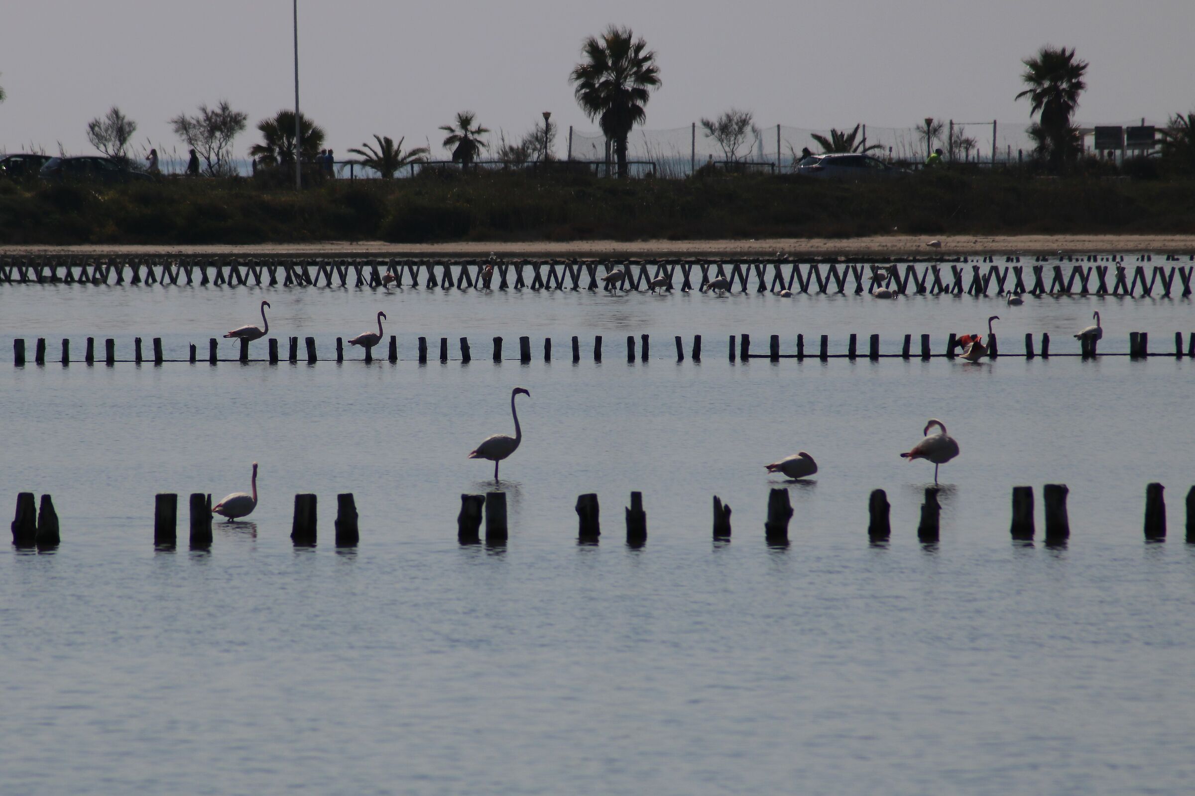 Stagno di Molentargius CA