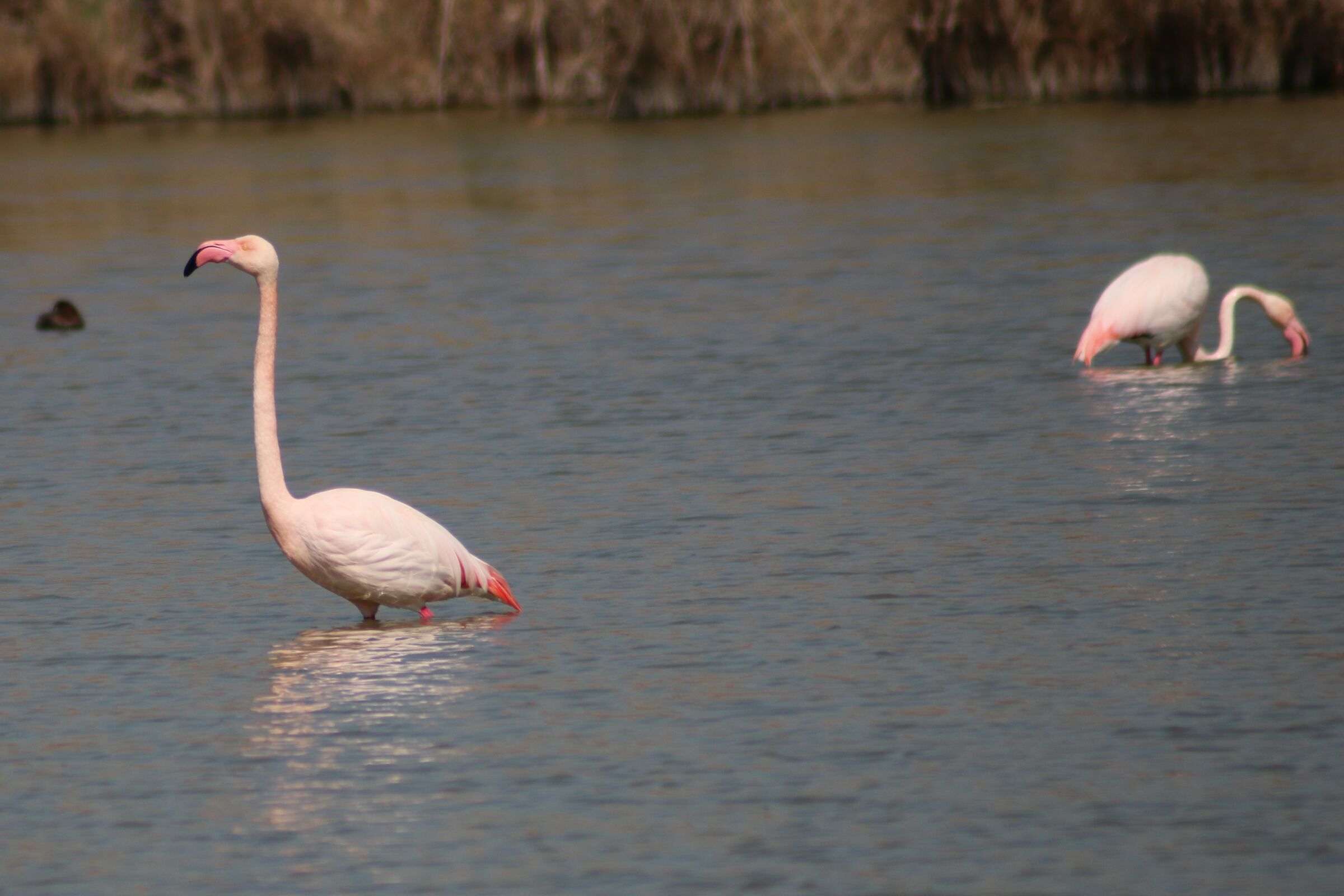 Stagno di Molentargius CA