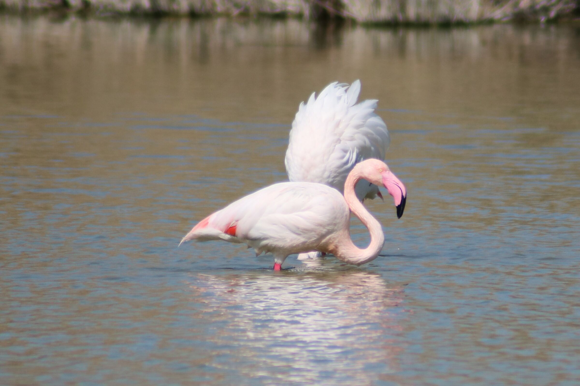 Stagno di Molentargius CA