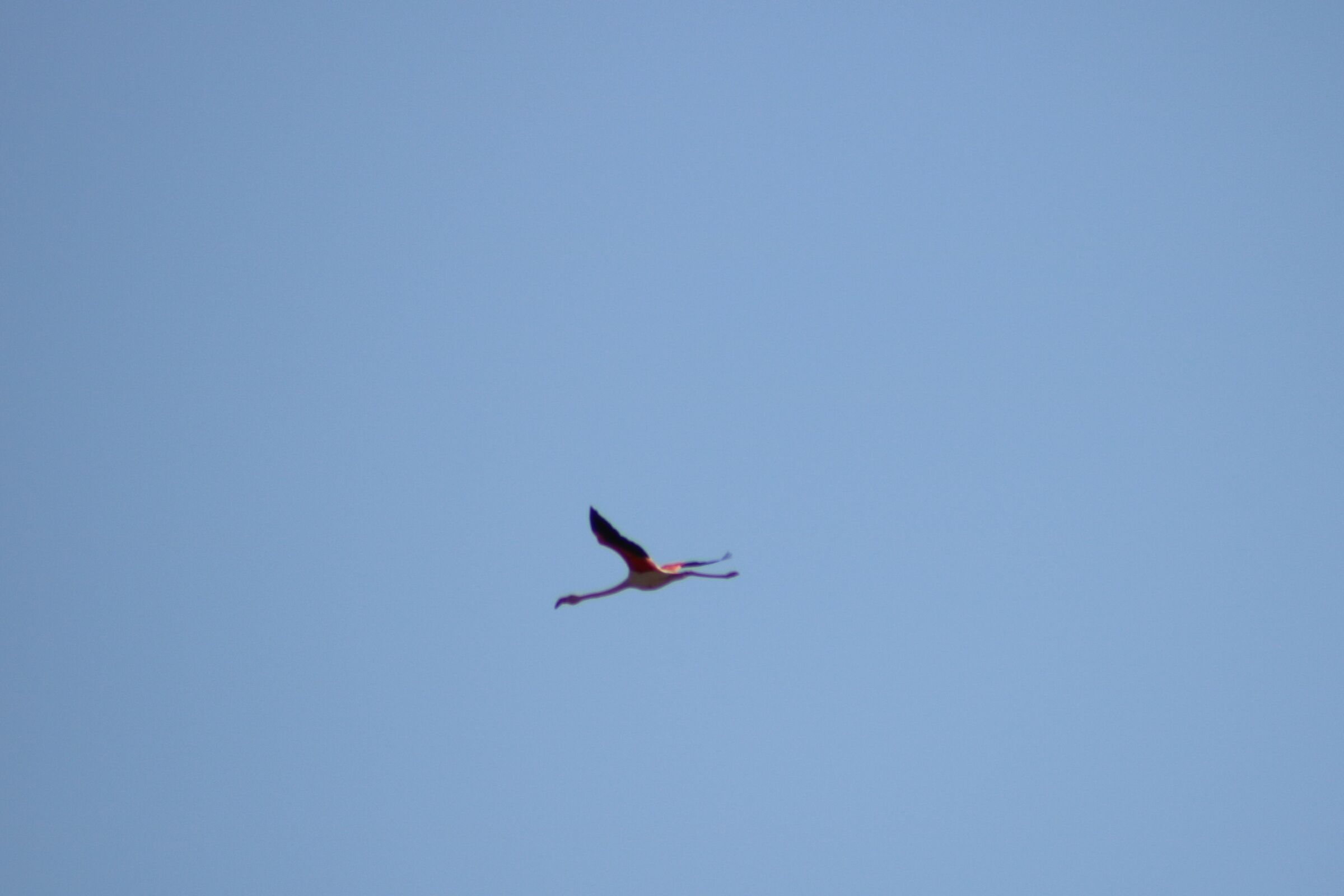 Stagno di Molentargius CA