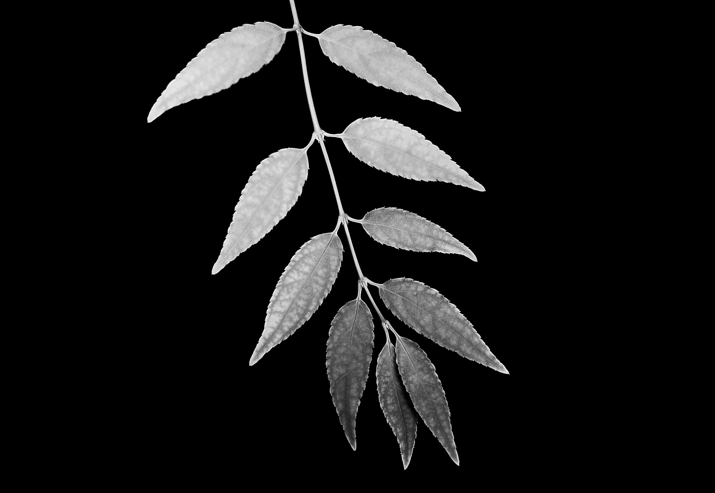 Leaves