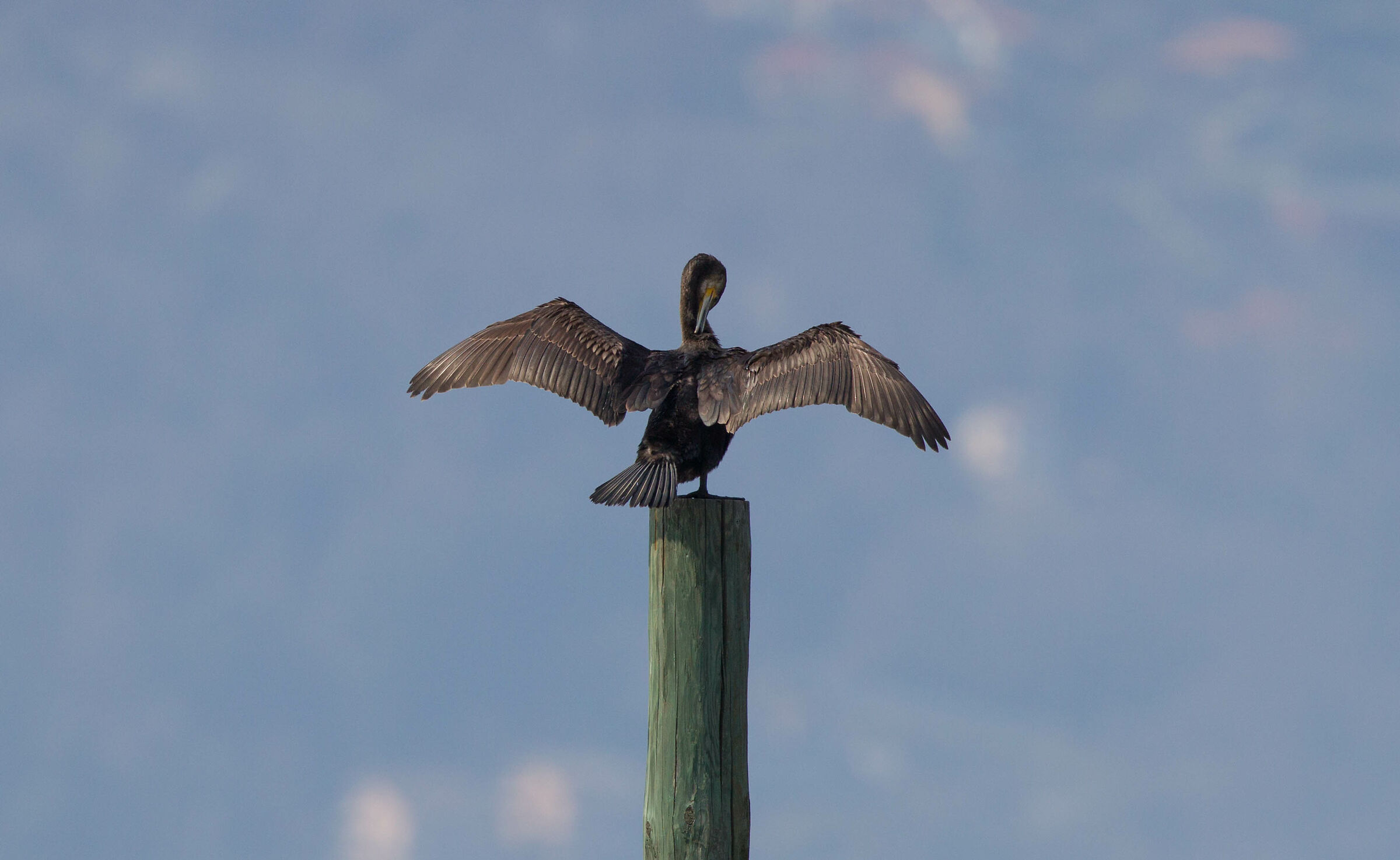 L'estetica fai da te