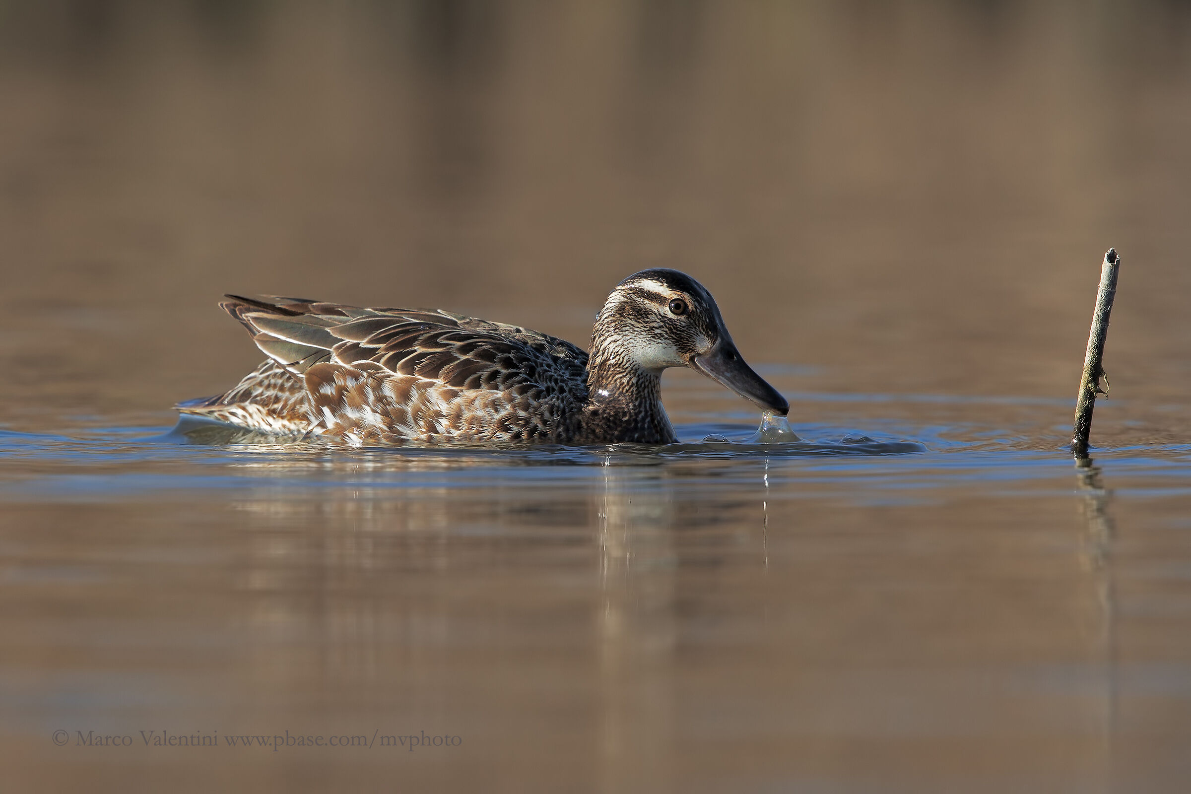 Female of Garganey