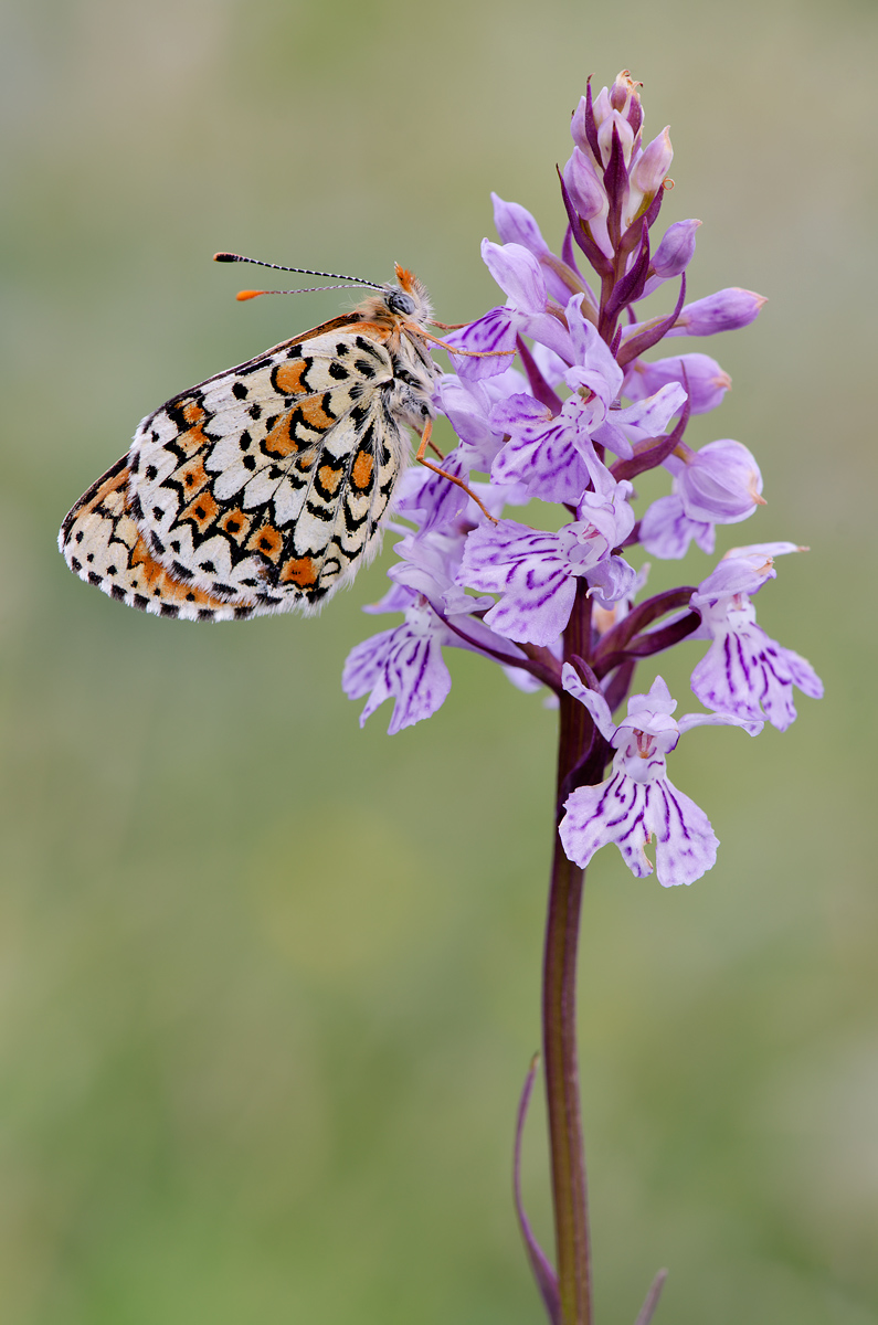 Melitaea cinxia