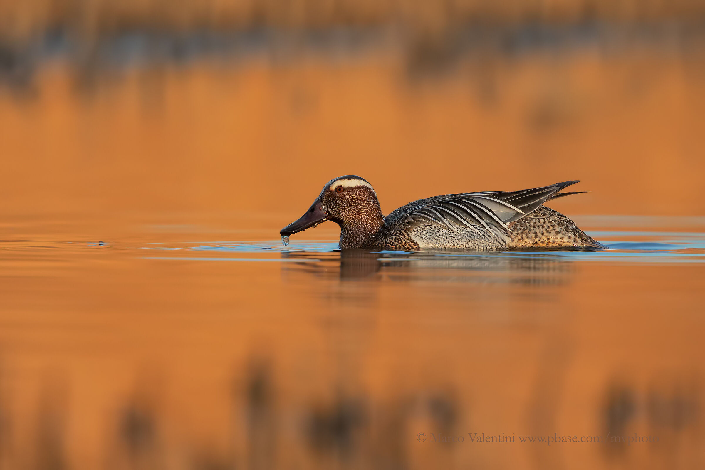 Garganey