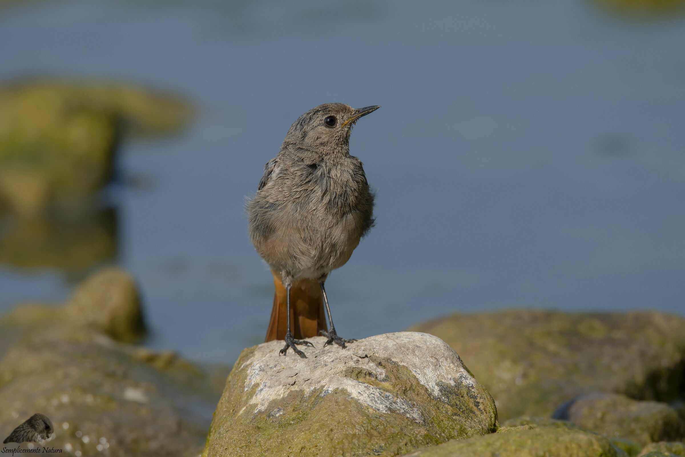 Redtail Young chimney Sweep (Phoenicurus Ochturos)