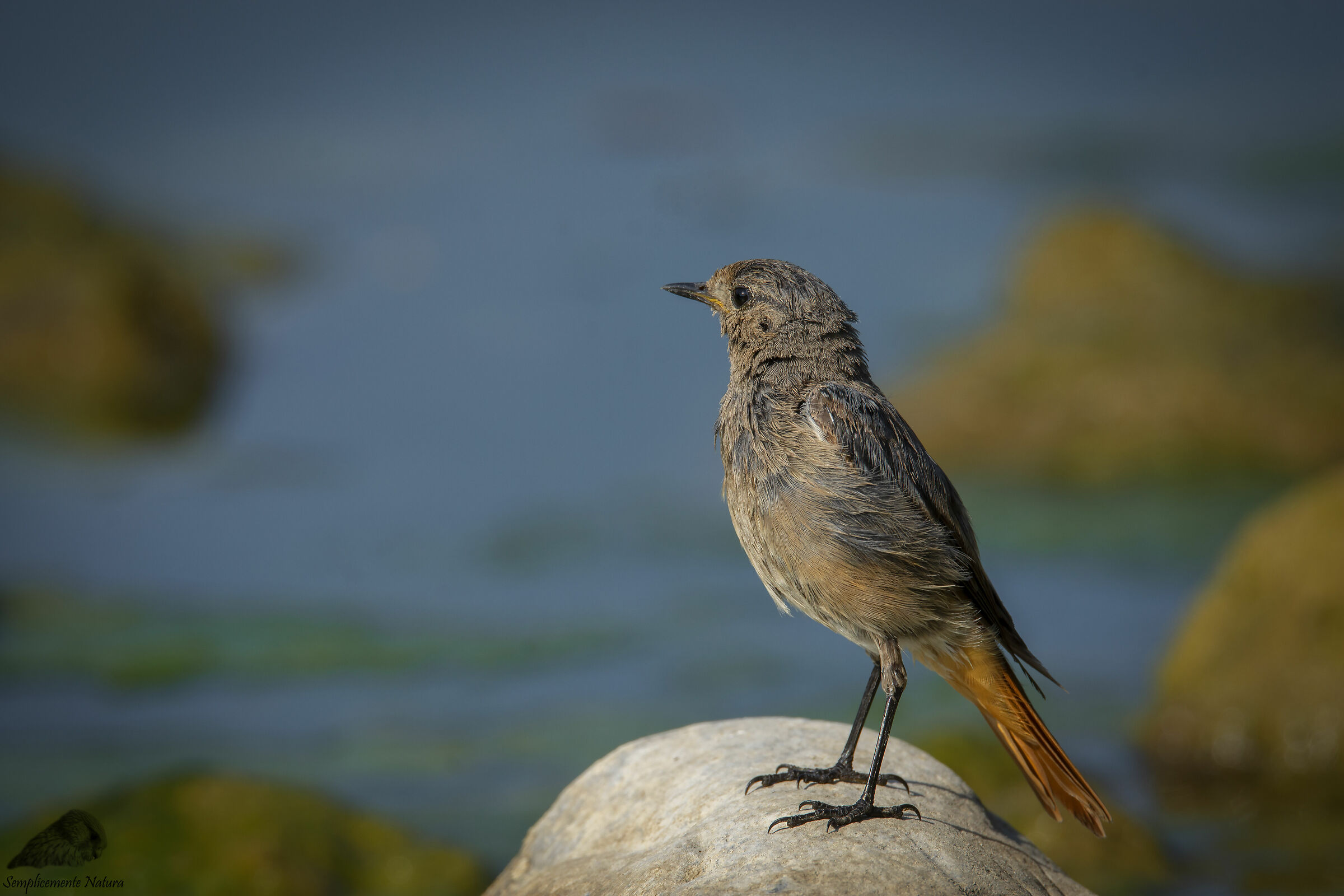 Redtail Young chimney Sweep (Phoenicurus Ochturos)