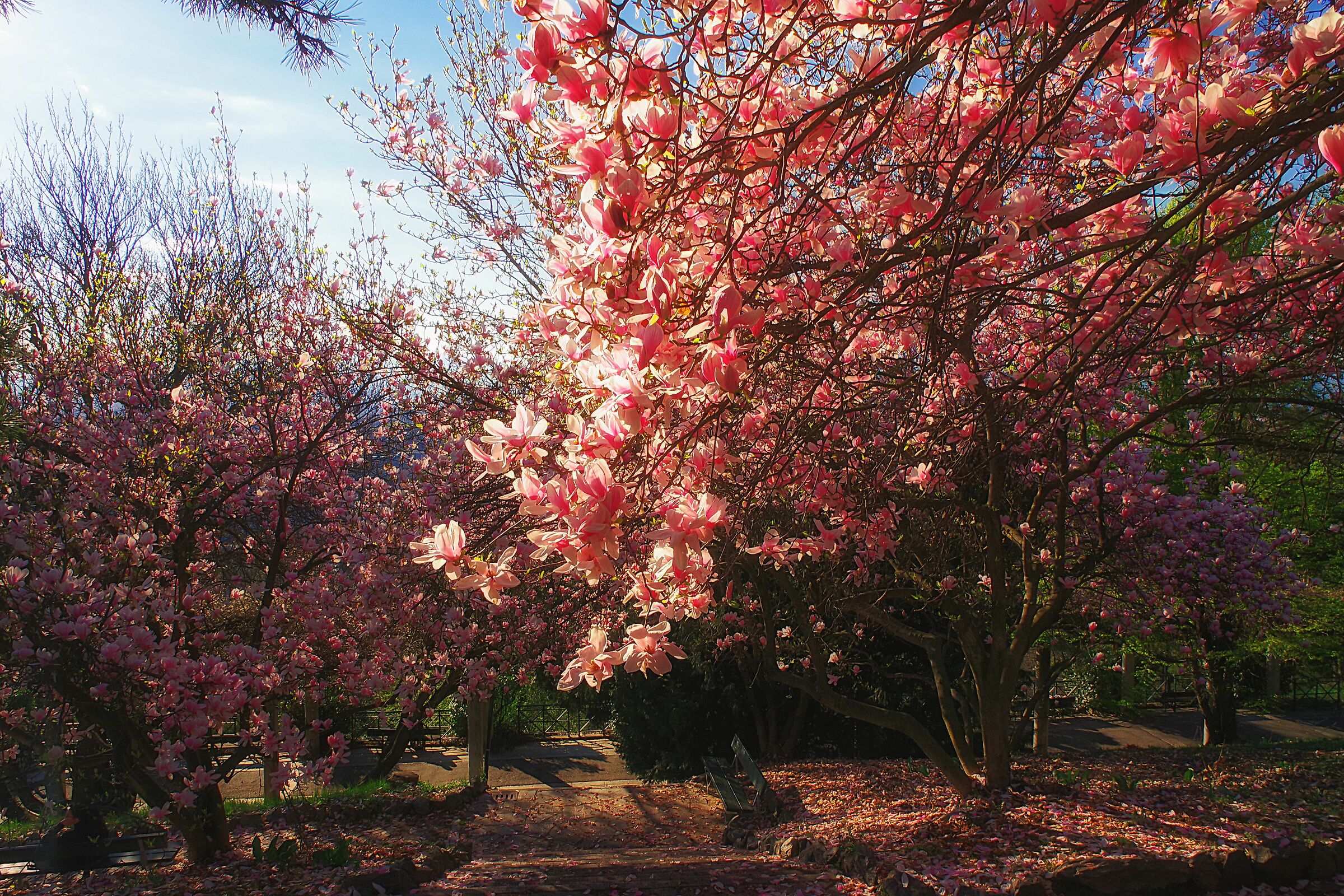 Flowering of Magnolias at the Europa Park of Turin