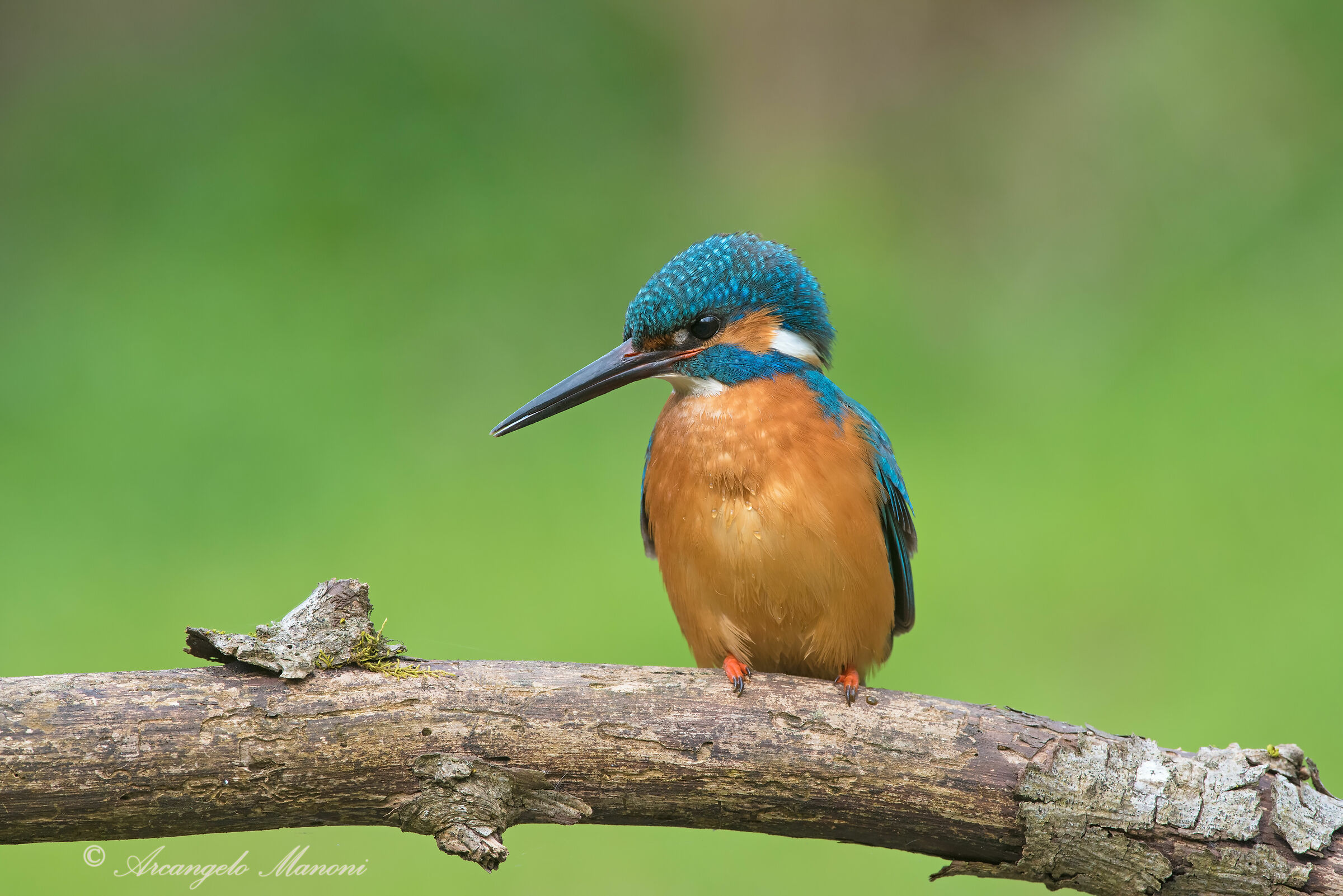 A male of Martino met this morning