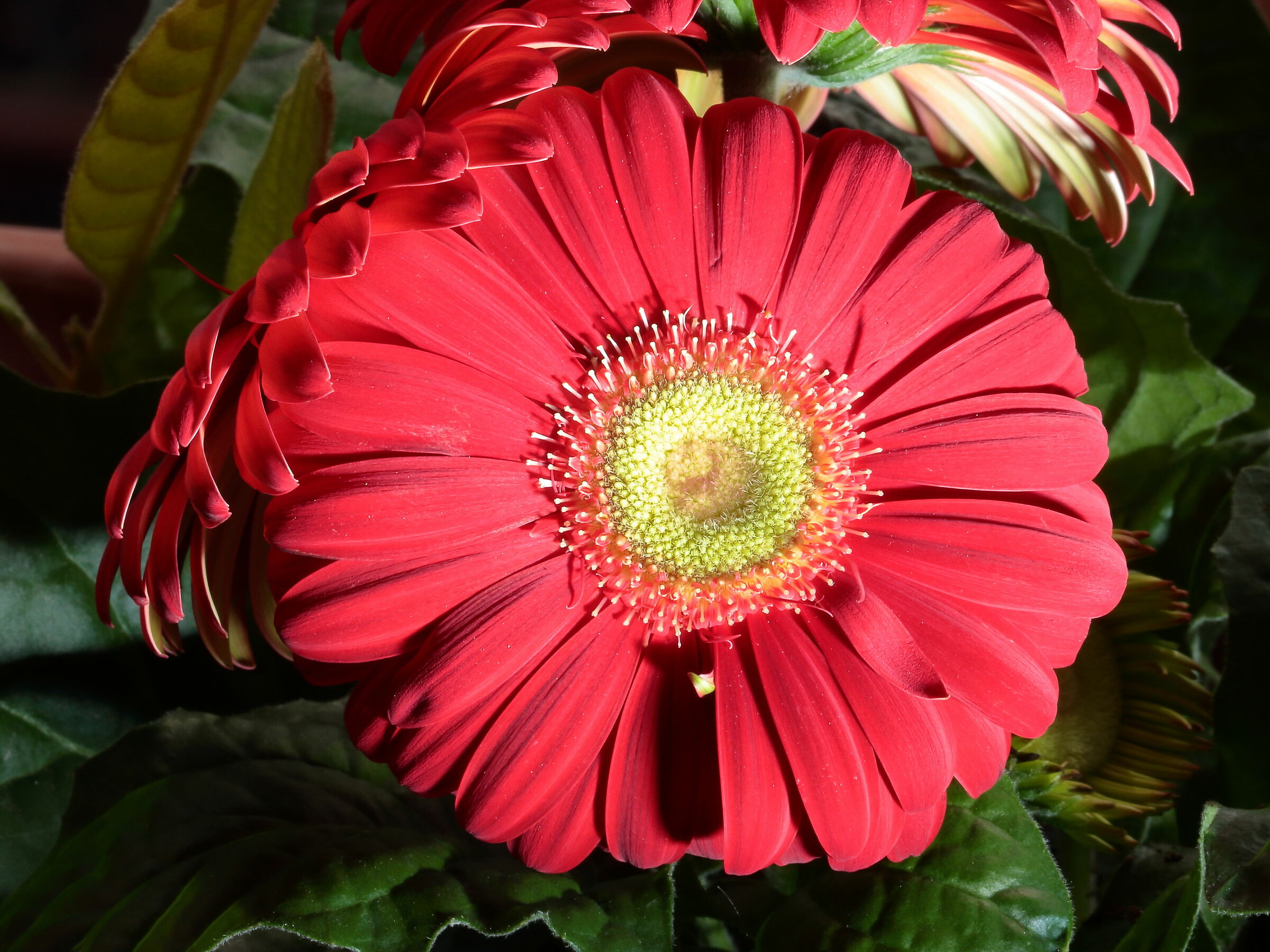 gerbera 1