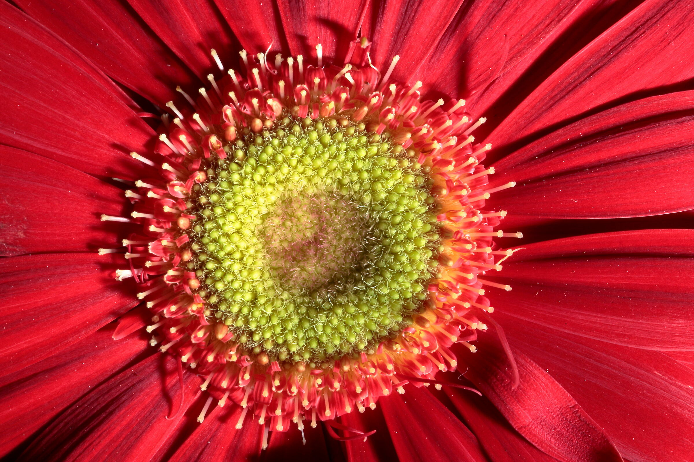 gerbera 2... il cuore del fiore