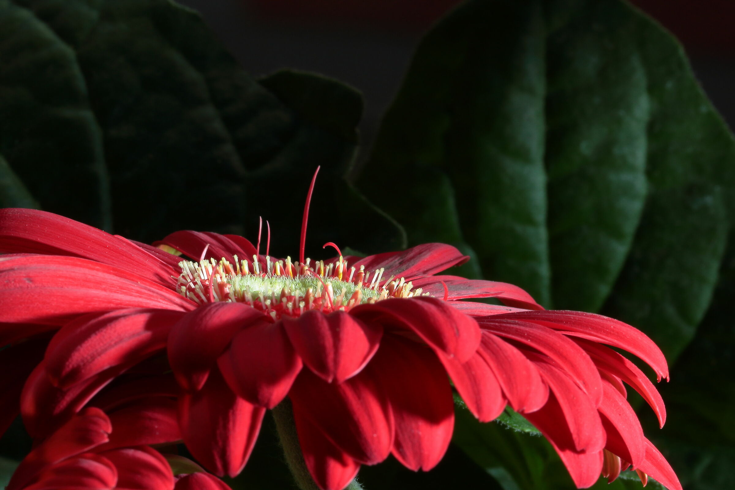 gerbera 3... la pista da ballo