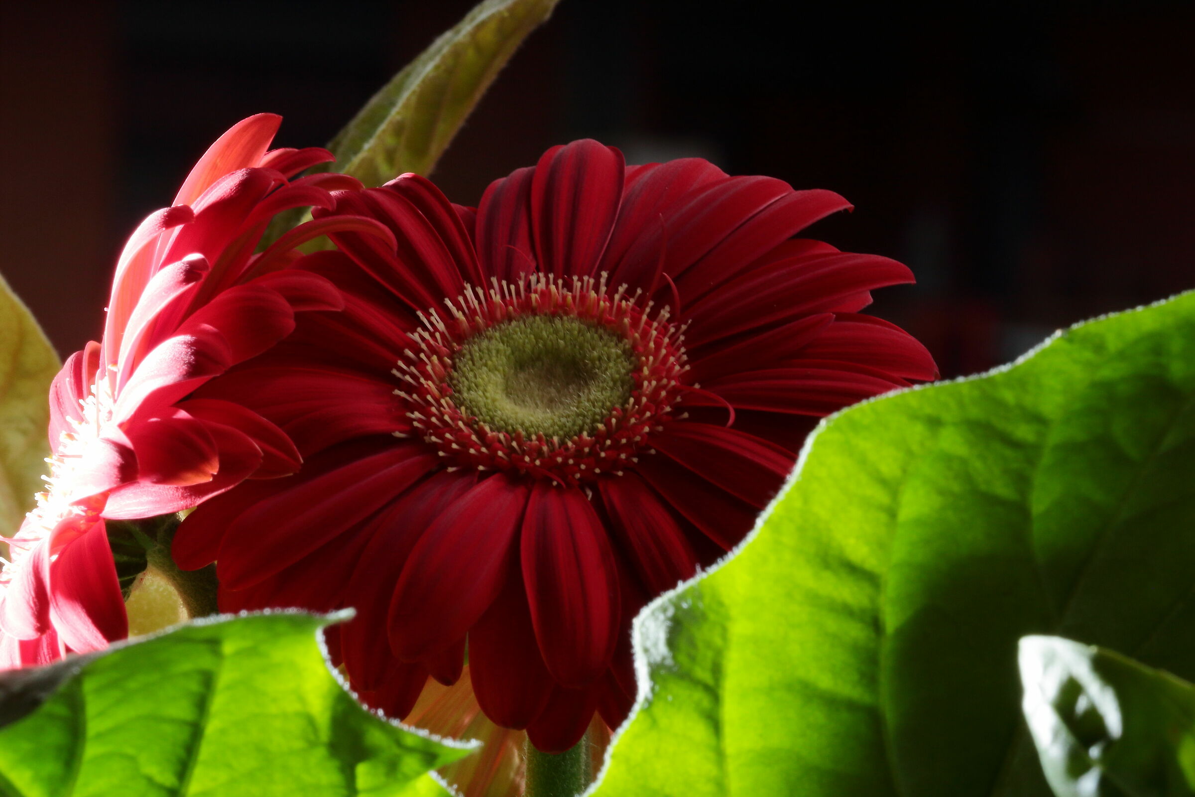 gerbera 4... luce da dietro