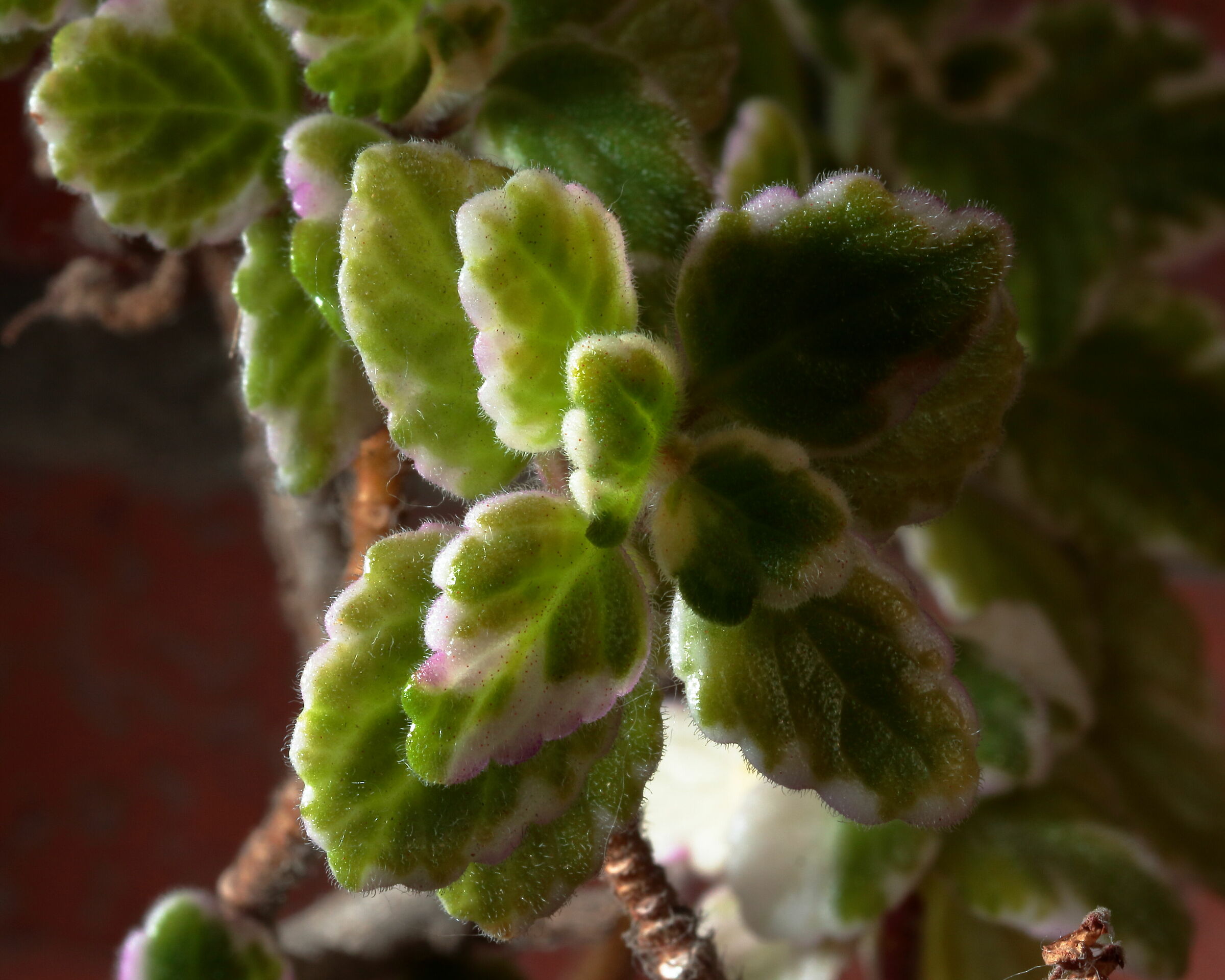 plectranthus - pianta dell'incenso