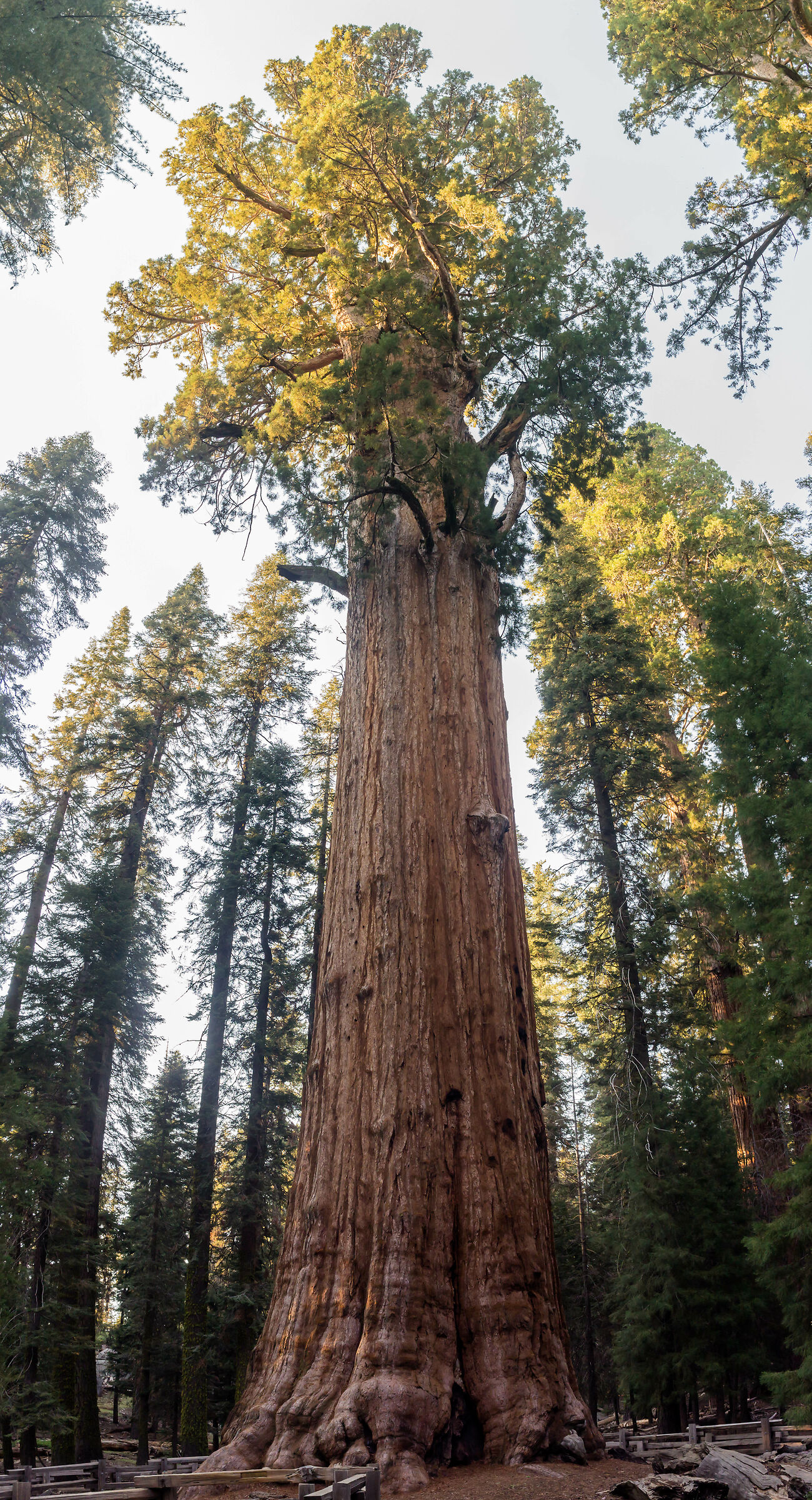 The General Sherman