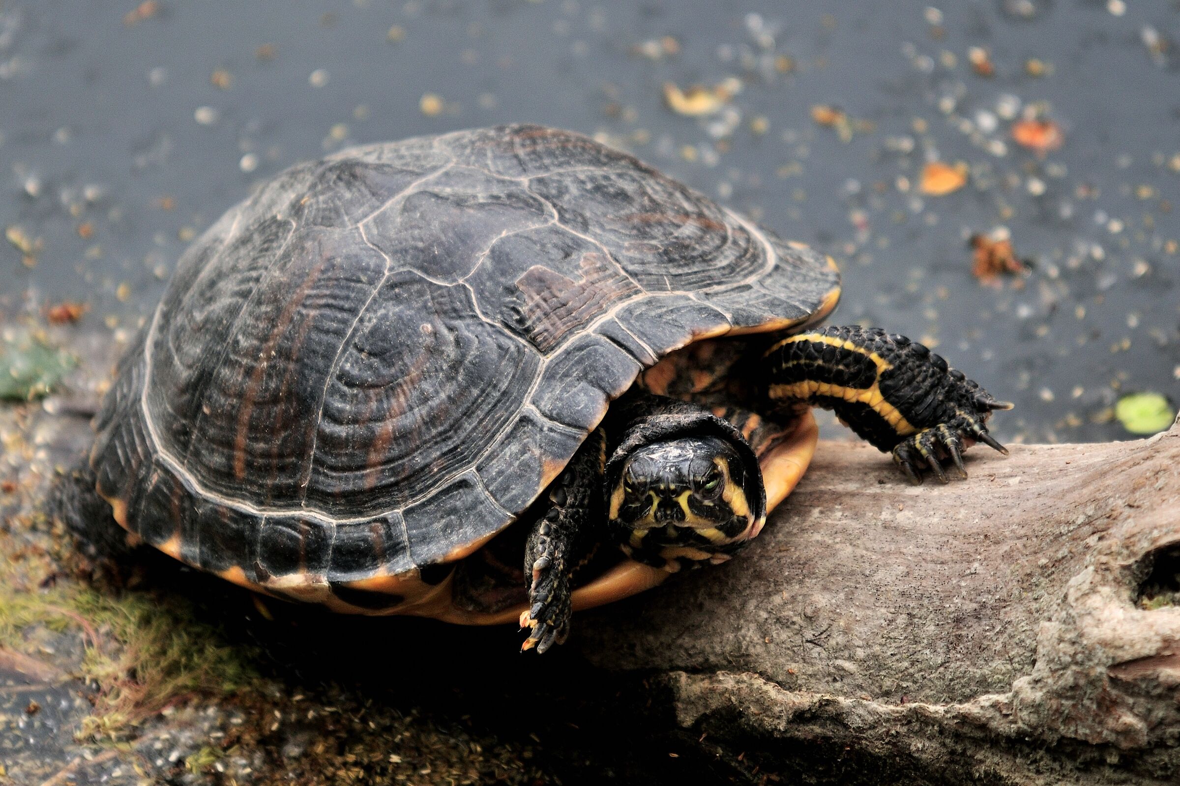 Dai...ditelo che sono carina!