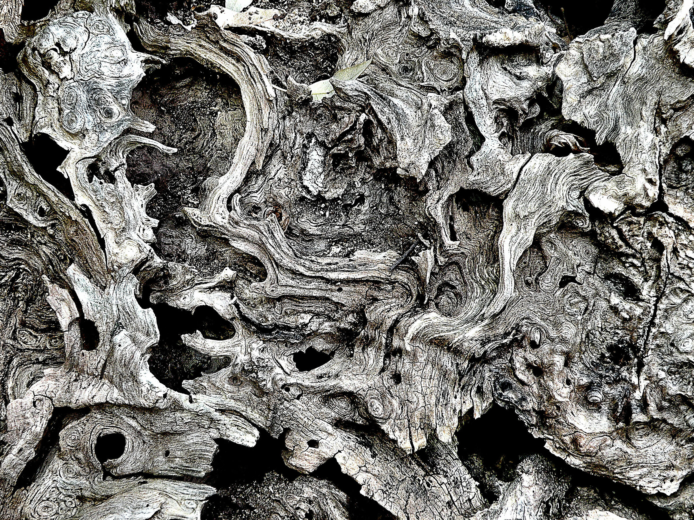 Grafismi Arborei