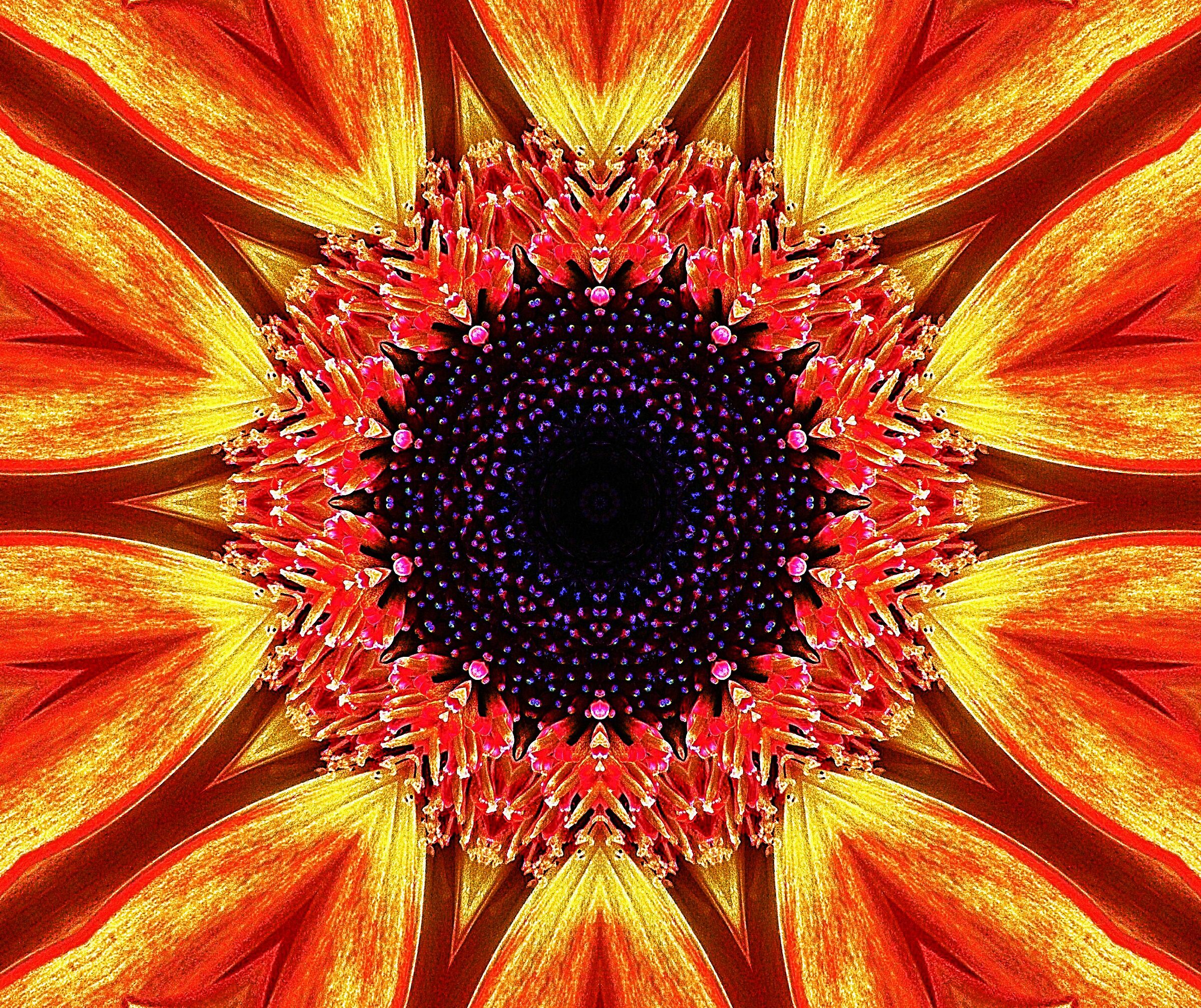 Gerbera - elaborazione -