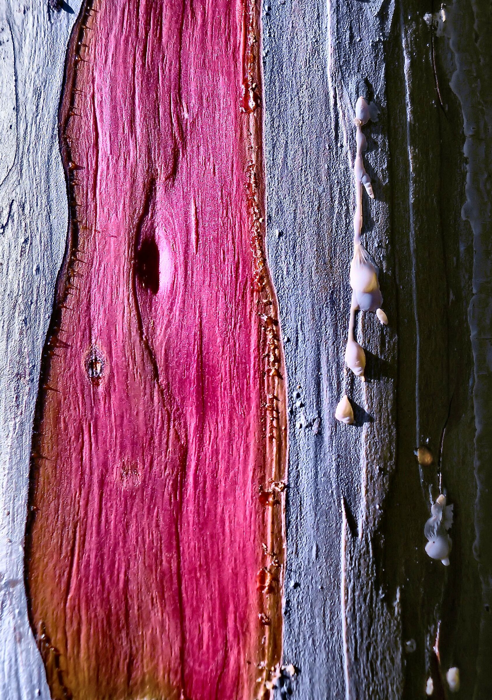 Cromatismi Arborei