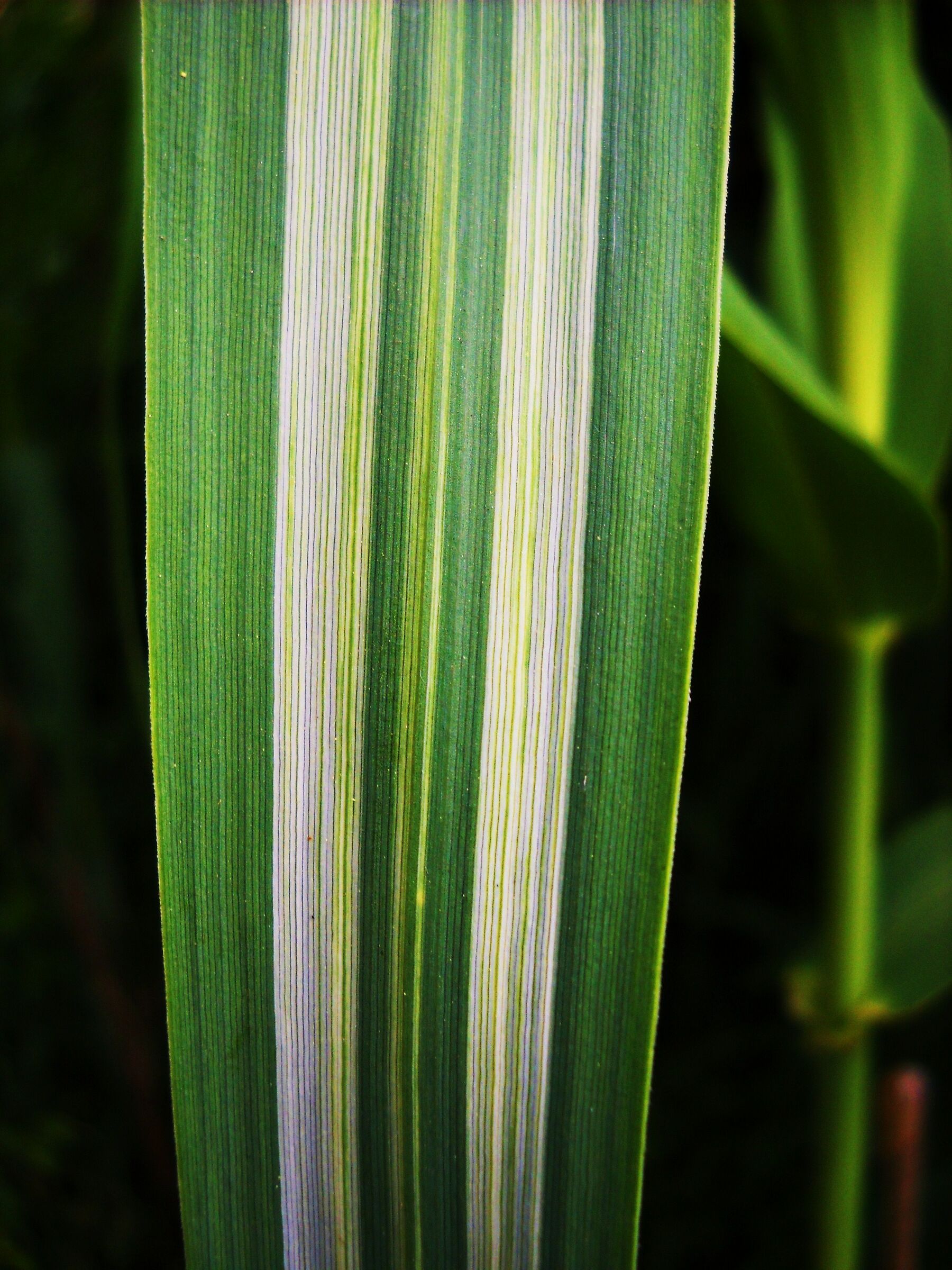 Canna palustre