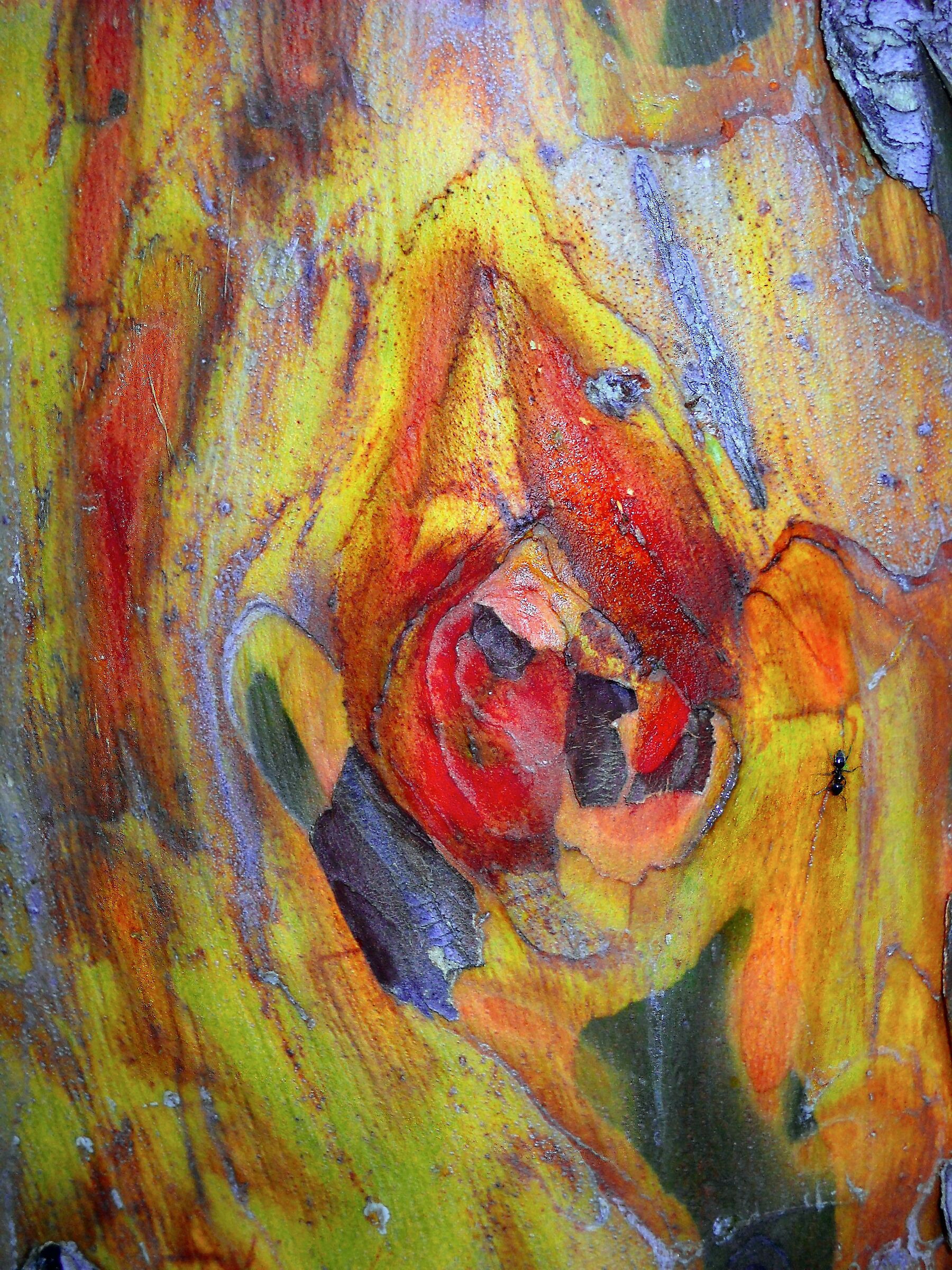 Cromatismi Arborei