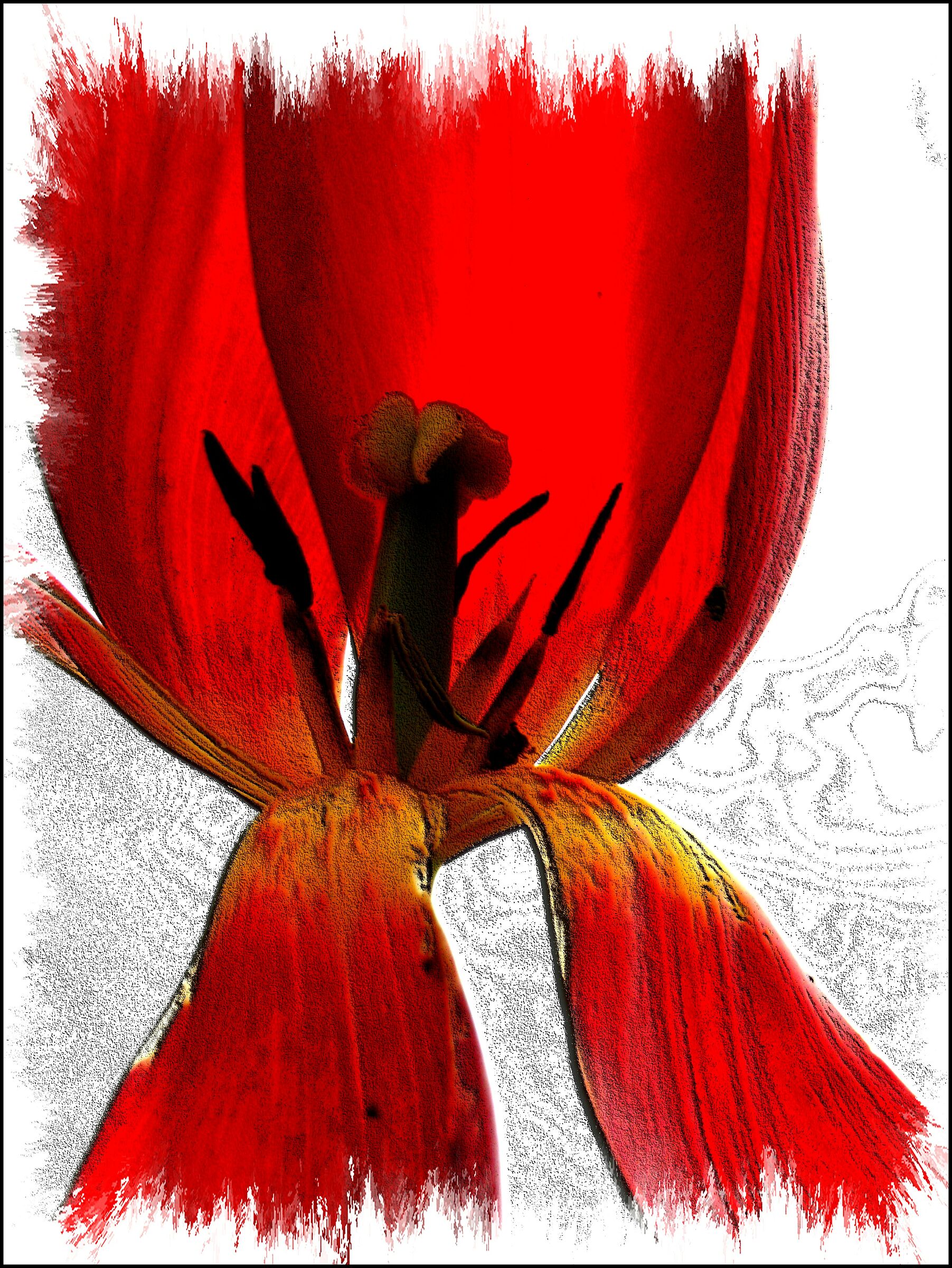 Tulipano - elaborazione -