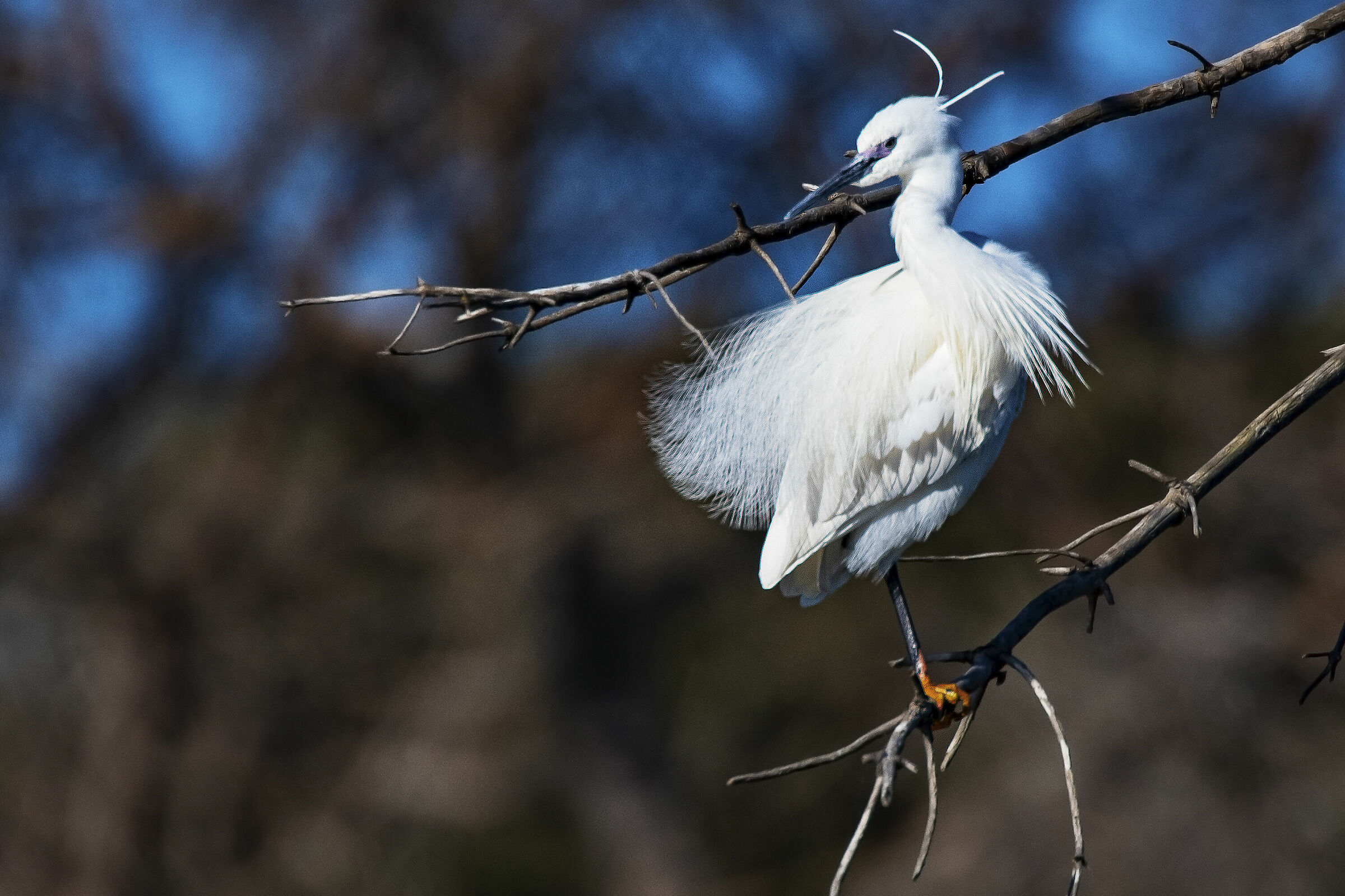 Garzetta in veste Nuziale