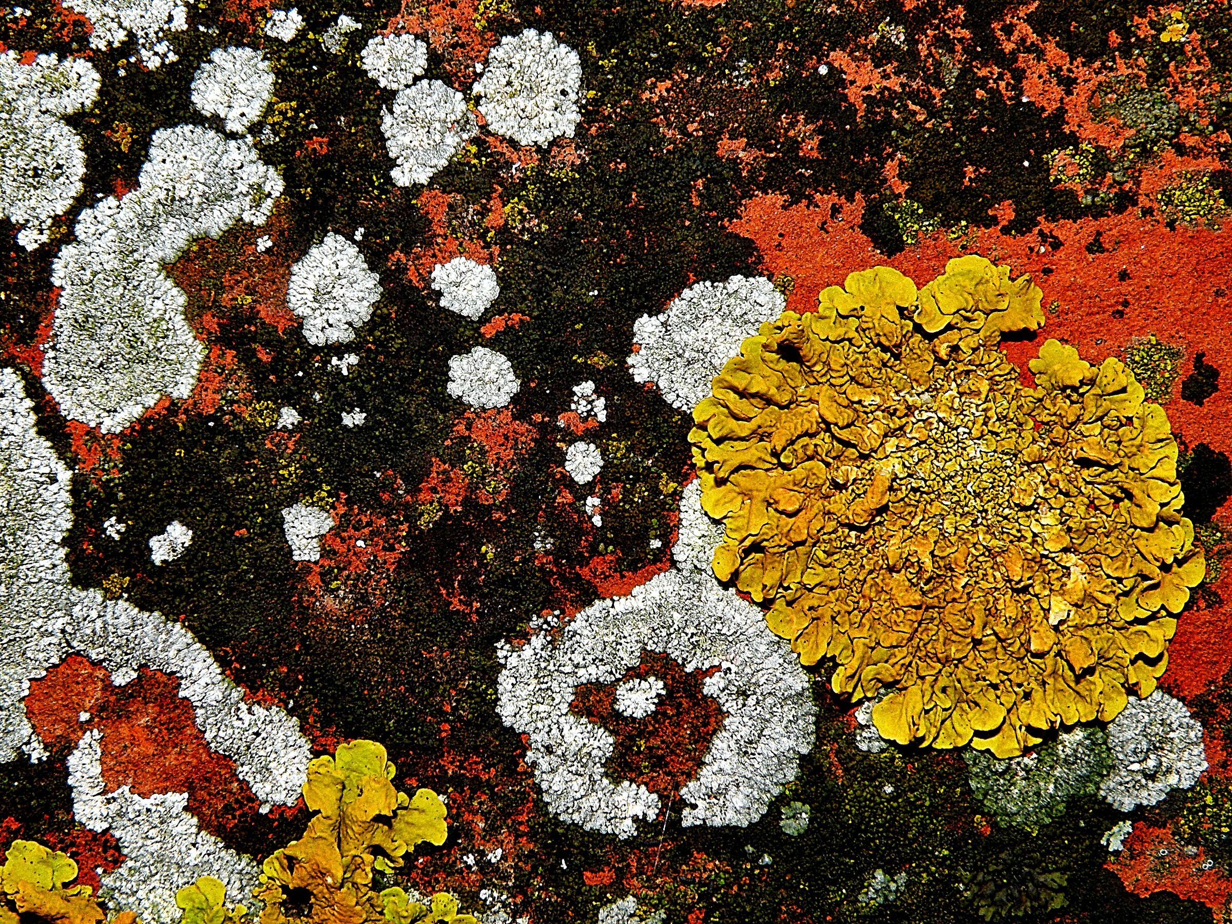Licheni