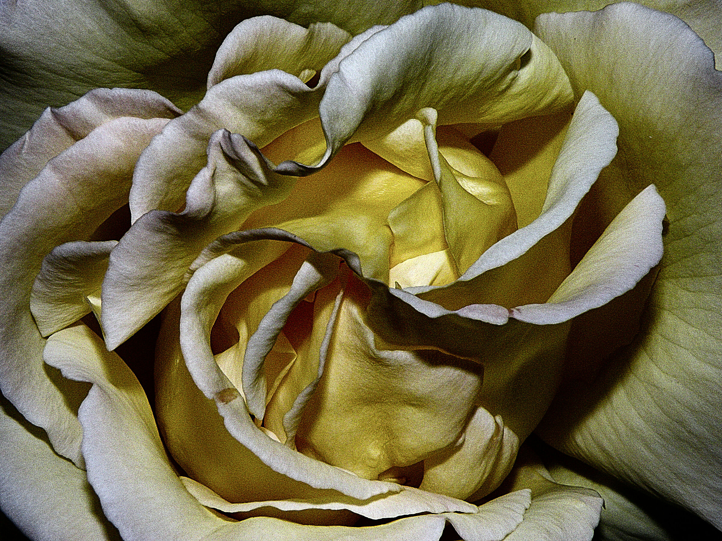 Rosa 1