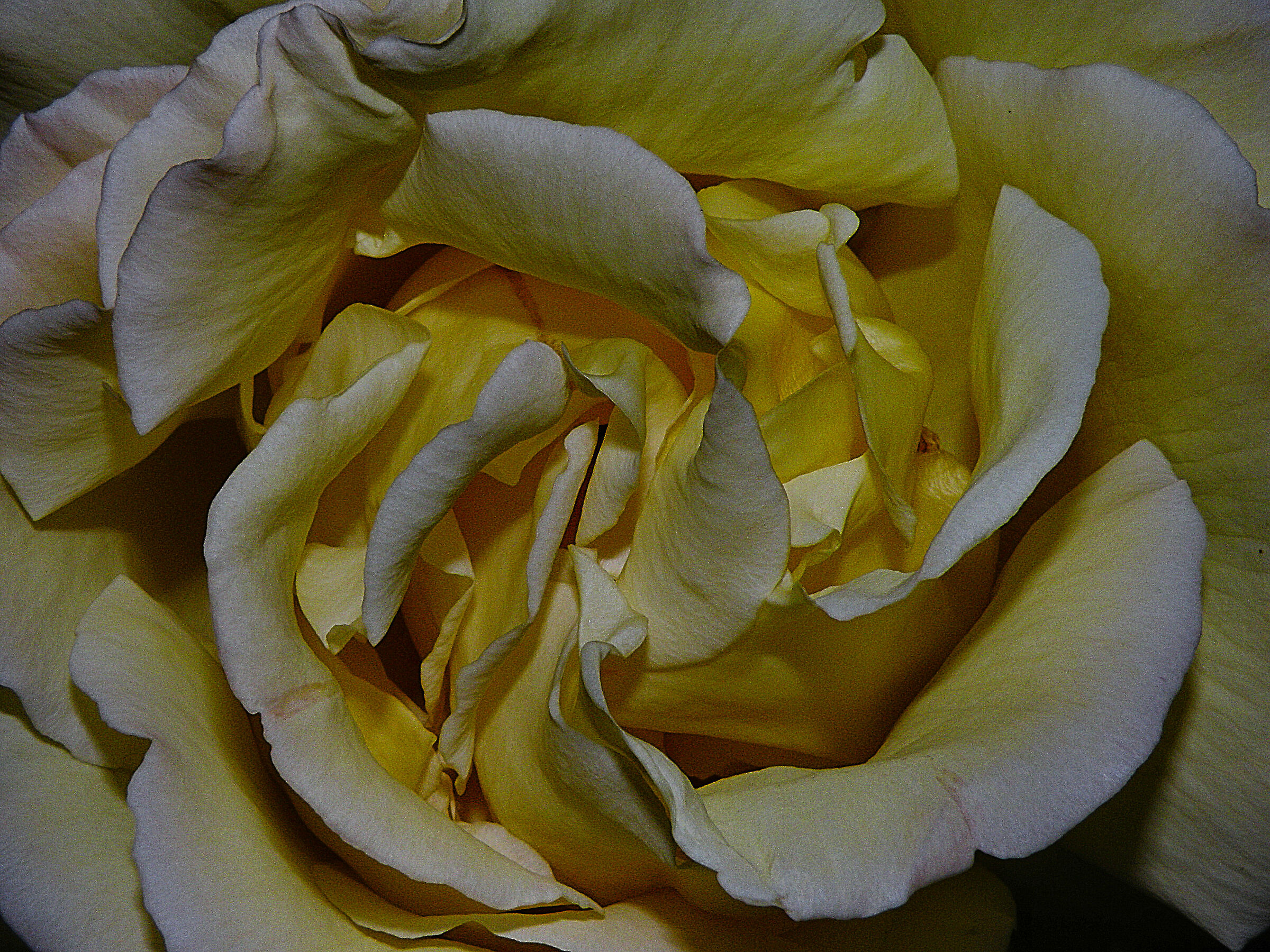 Rosa 2